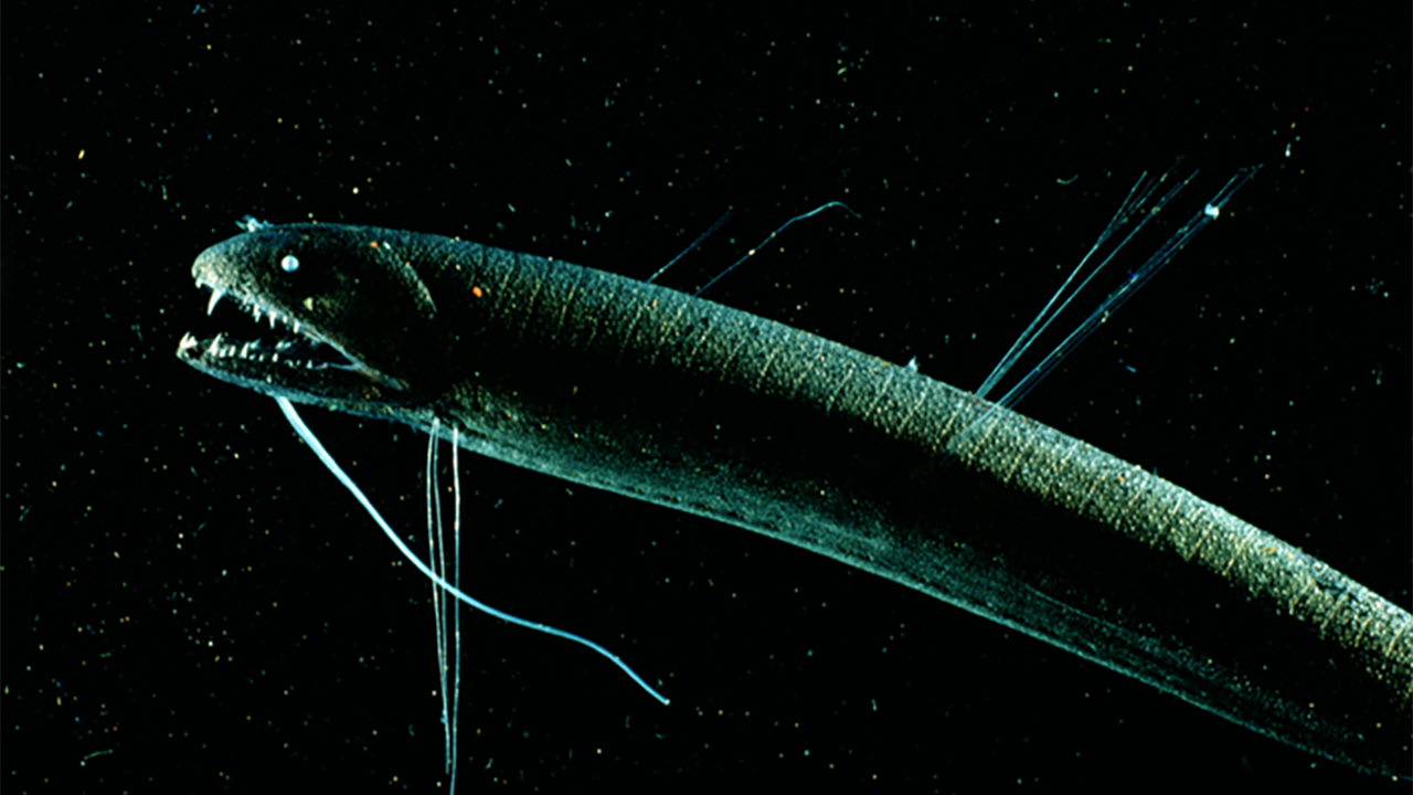 Why the Ocean Is More Dangerous Than Space!