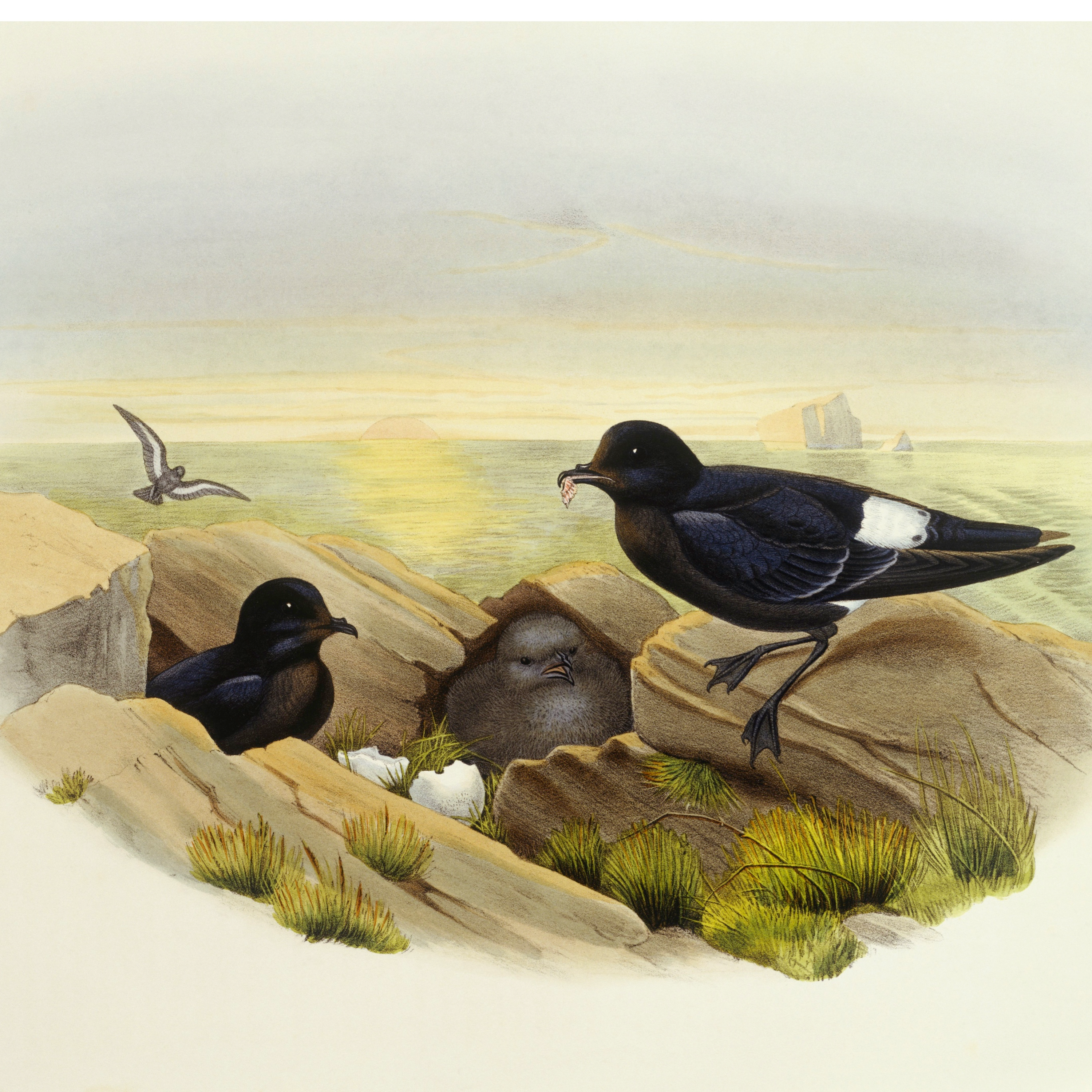 34. Spend a night on a remote Shetland island listening to seabirds