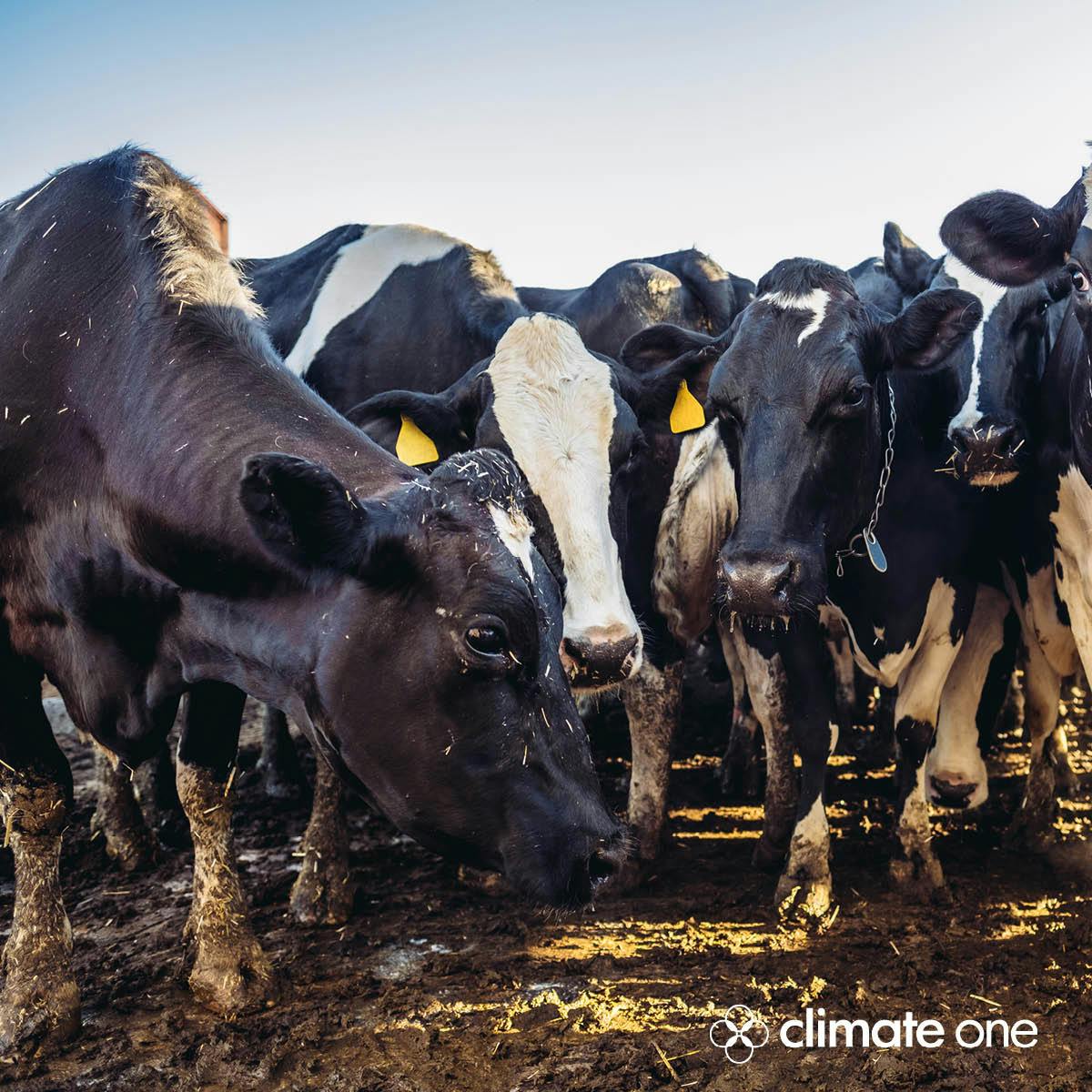 Cow Poop and Compost: Digesting the Methane Menace
