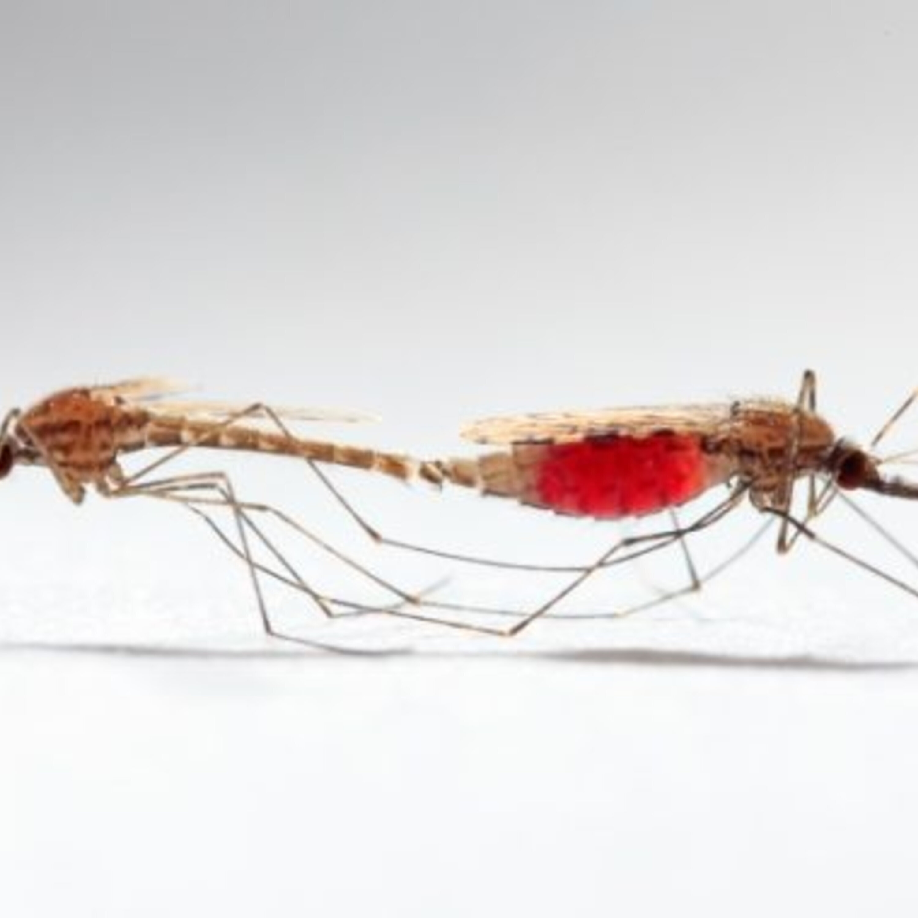 Sexual trait evolution in mosquitoes and a news roundup