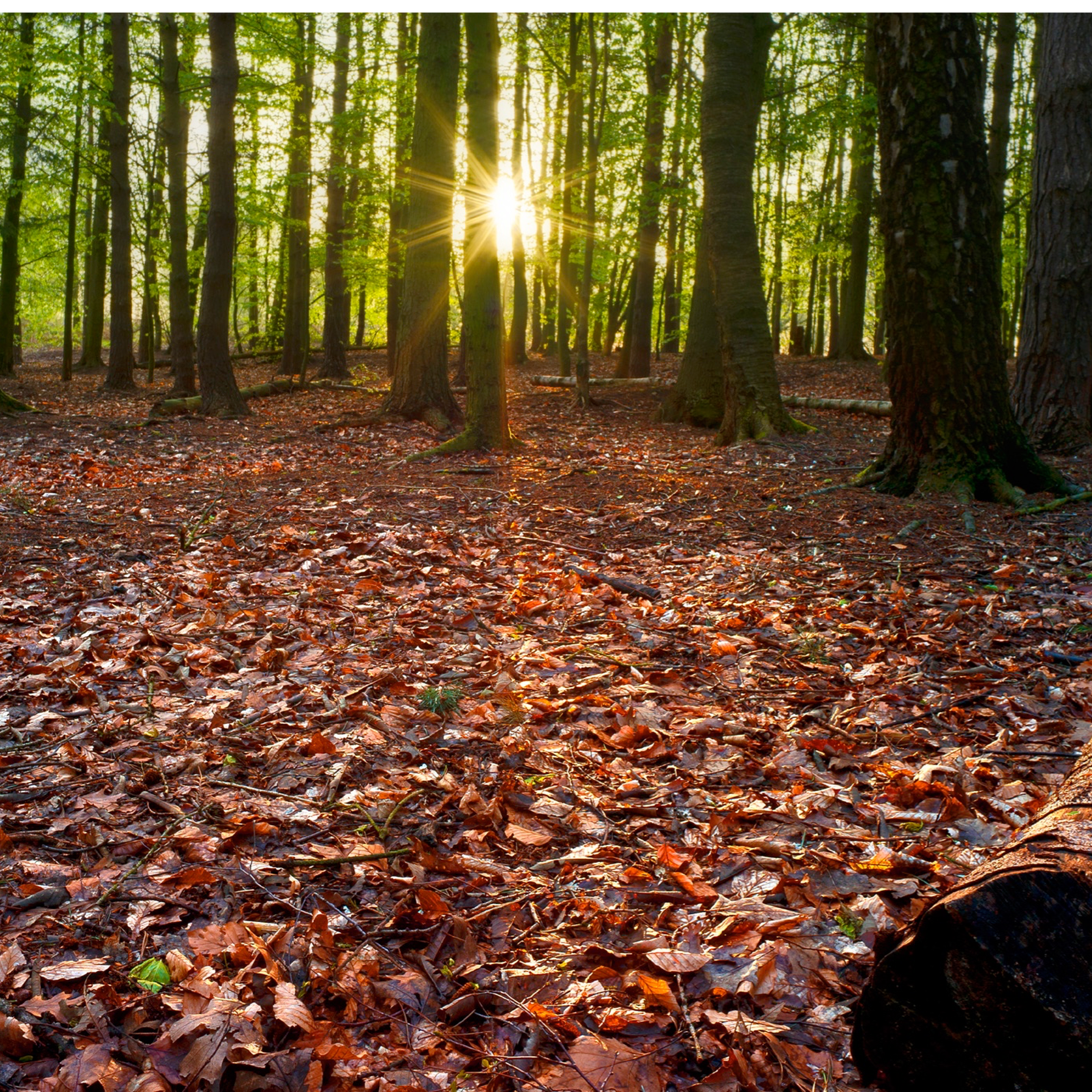 31. Take a woodland walk to learn bushcraft, tracking and survival skills in the National Forest