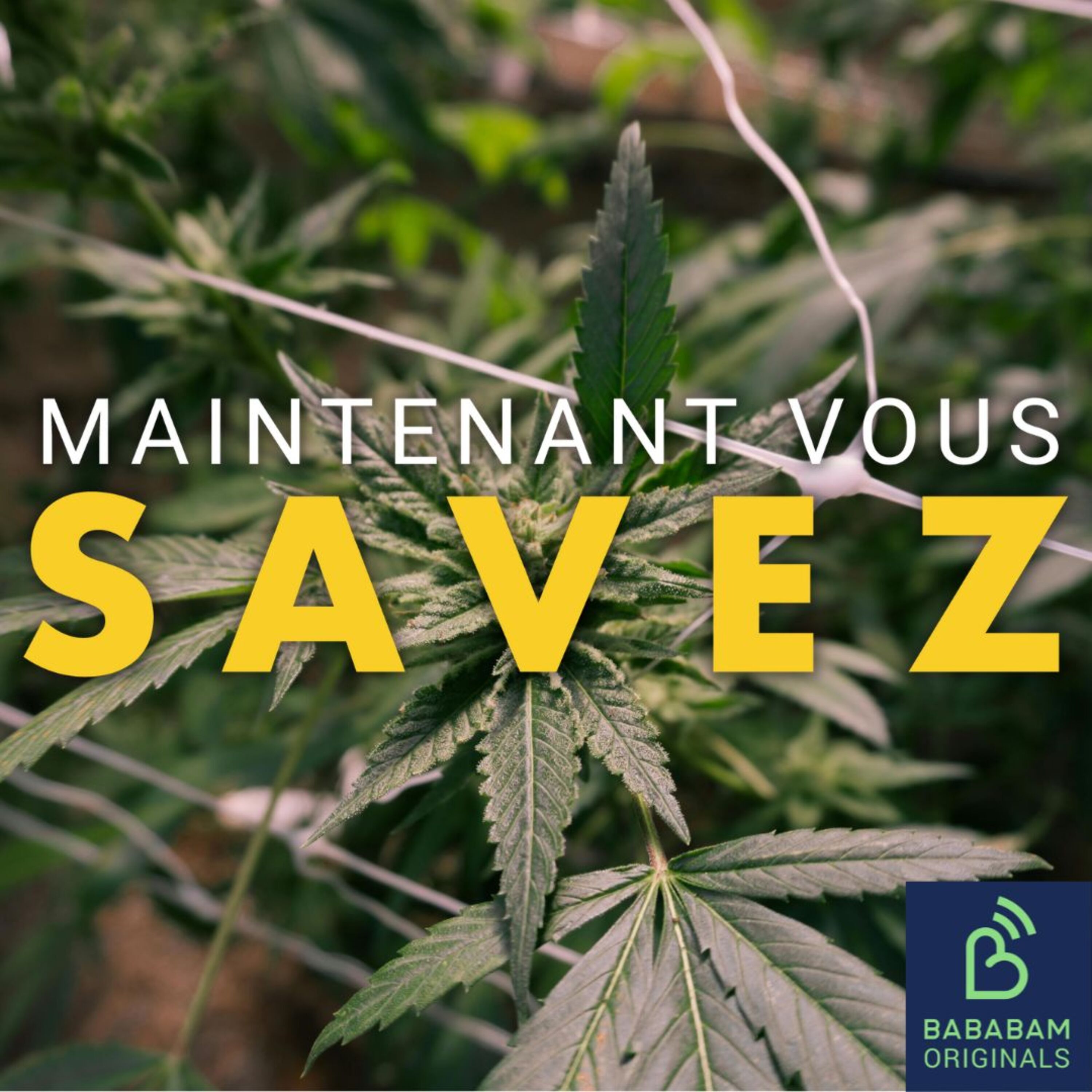 Pourquoi le cannabis peut-il être considéré comme thérapeutique ?