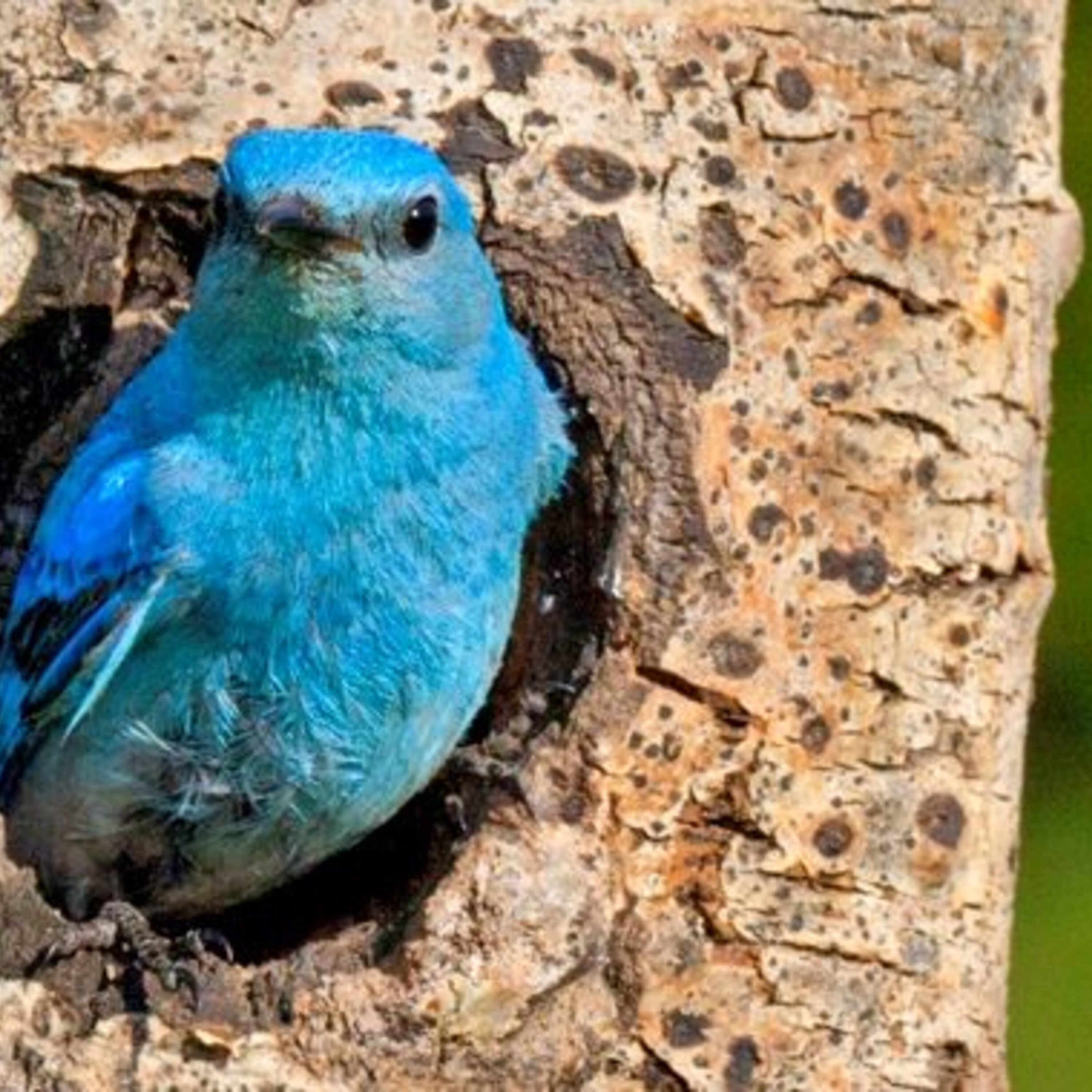 Maternal effects in songbirds and a news roundup