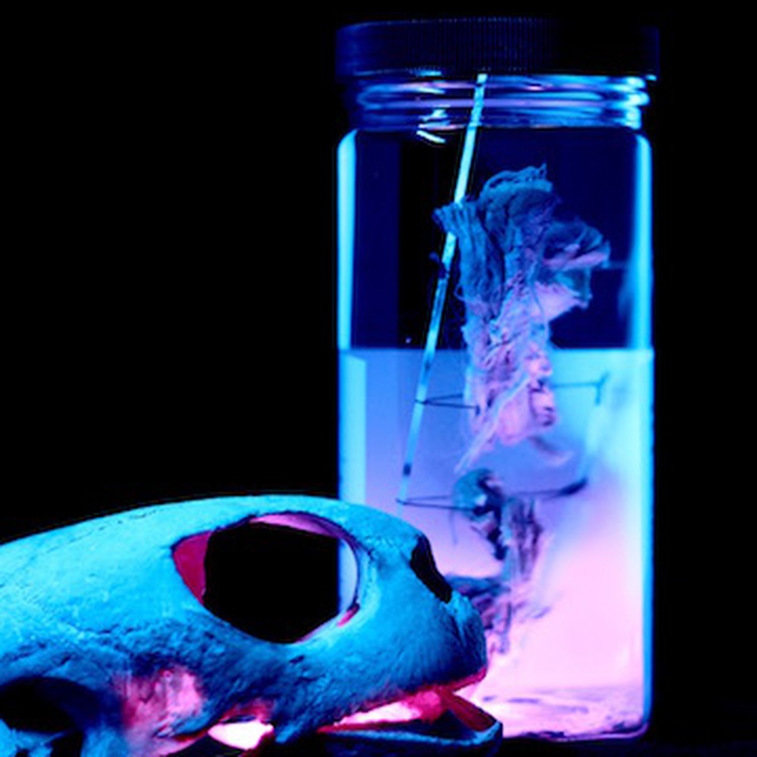 Excuse me, Sir, but are you going to eat that woolly mammoth?