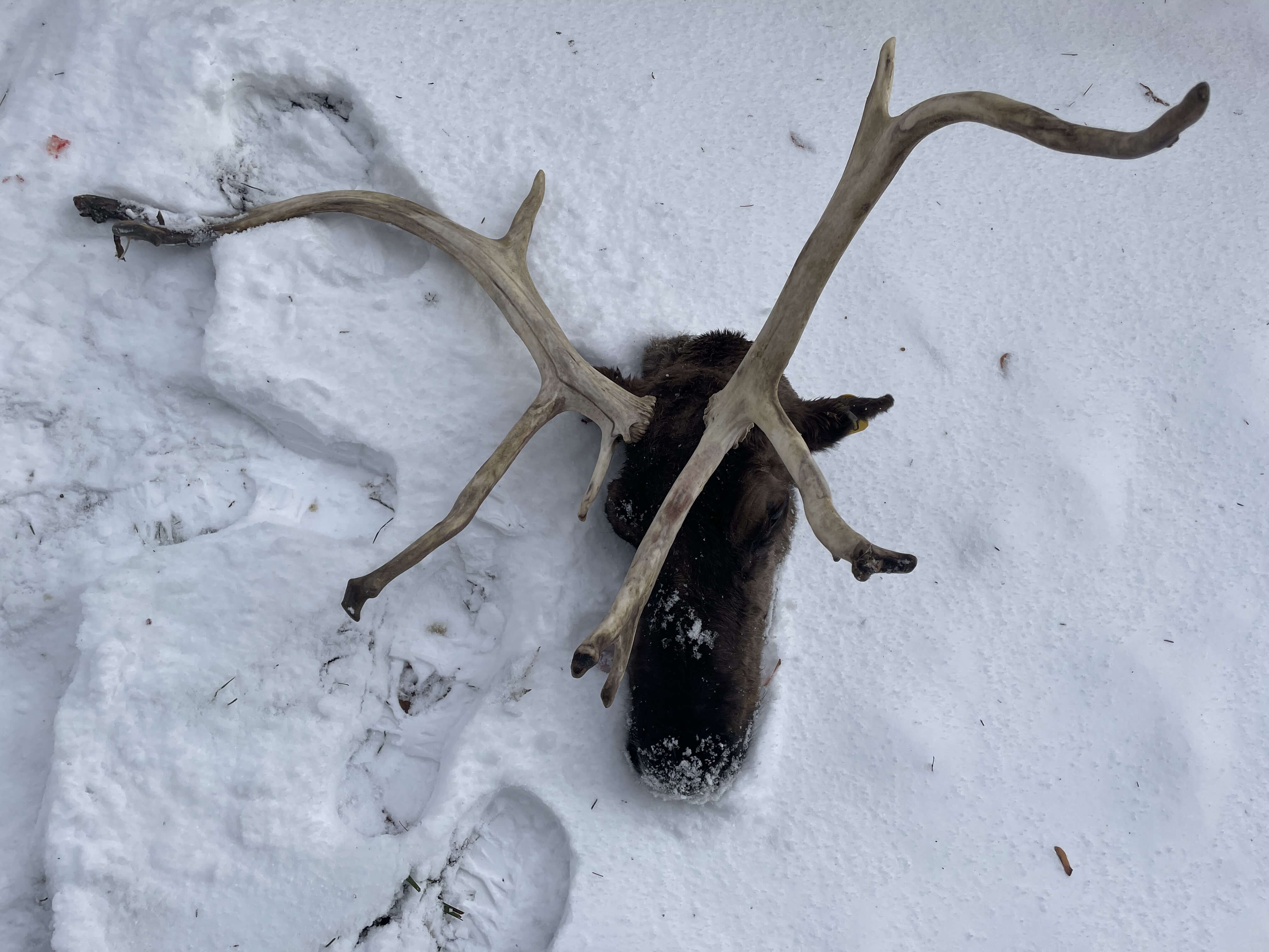 Huntavore - A Bittersweet Start to 2026