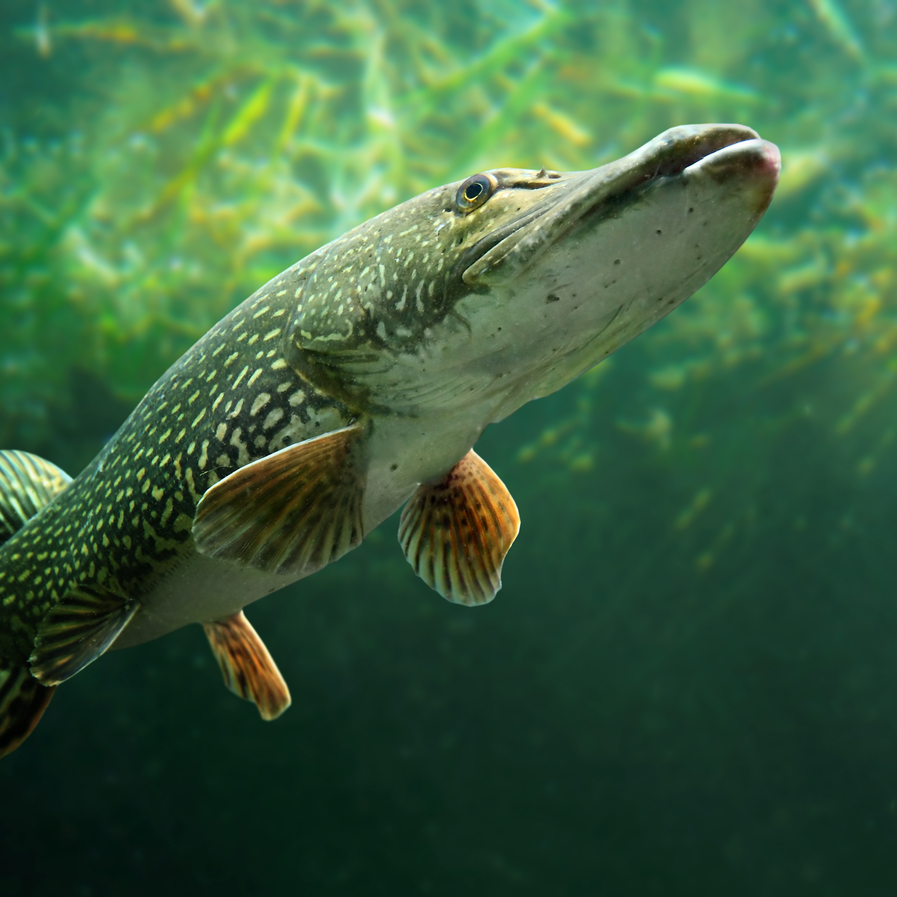 25. Enter the mysterious world of the river with film-maker Jack Perks