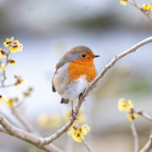 517: How to feed birds, a turf masterclass, and another essential job for autumn