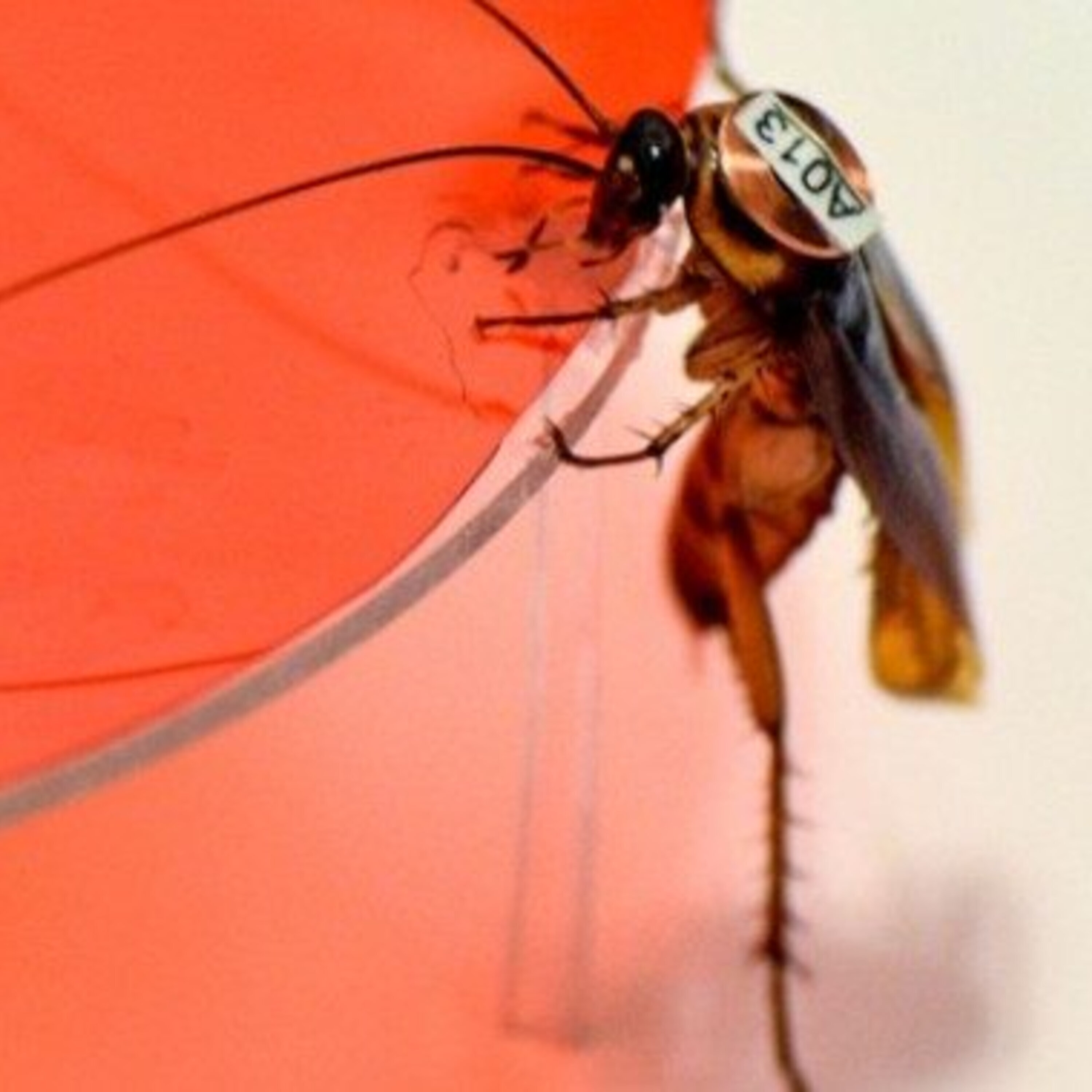 Spatial neurons and a news roundup