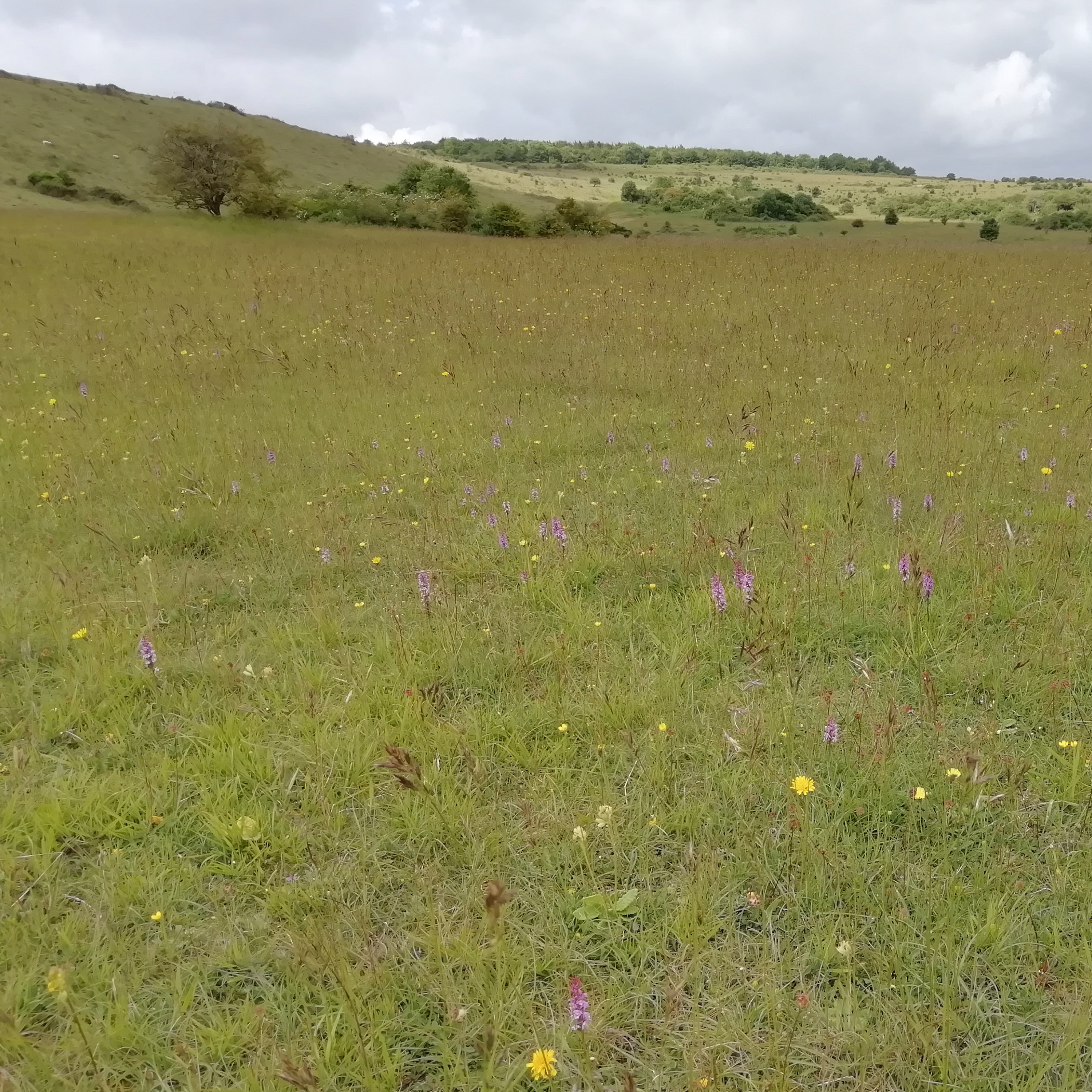 23. Discover the glorious sounds of an English summer on Martin Down in Hampshire