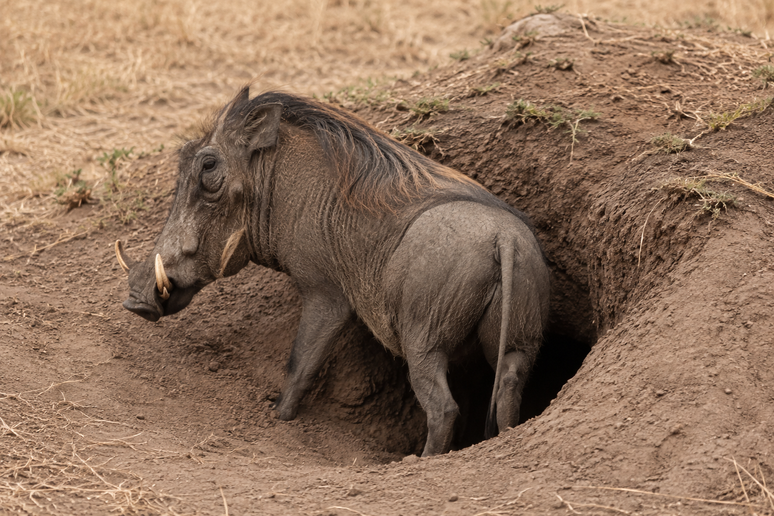 Warthogs: Africa’s Toughest Underdogs (Classic)