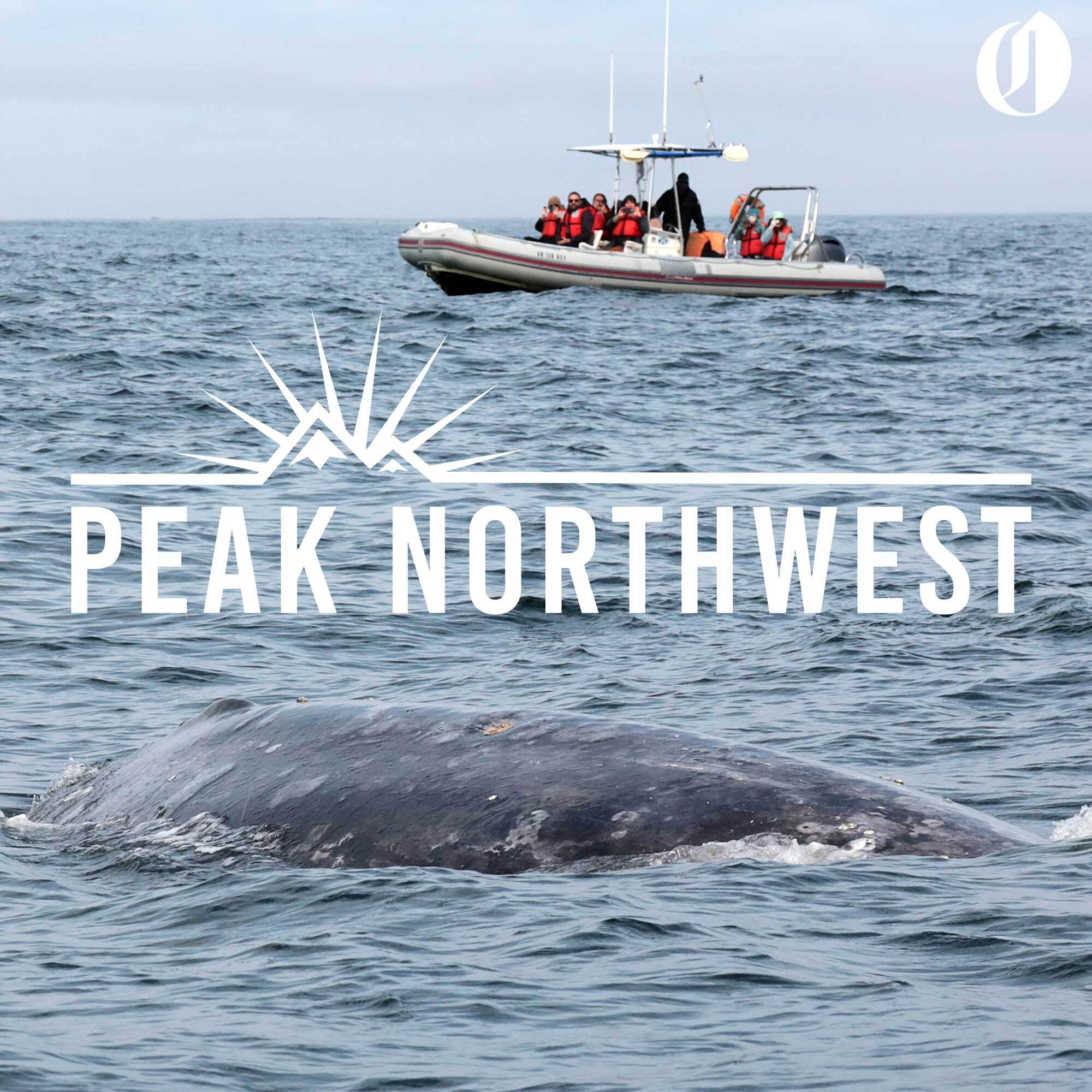 What to see and do in the whale watching capital of Oregon