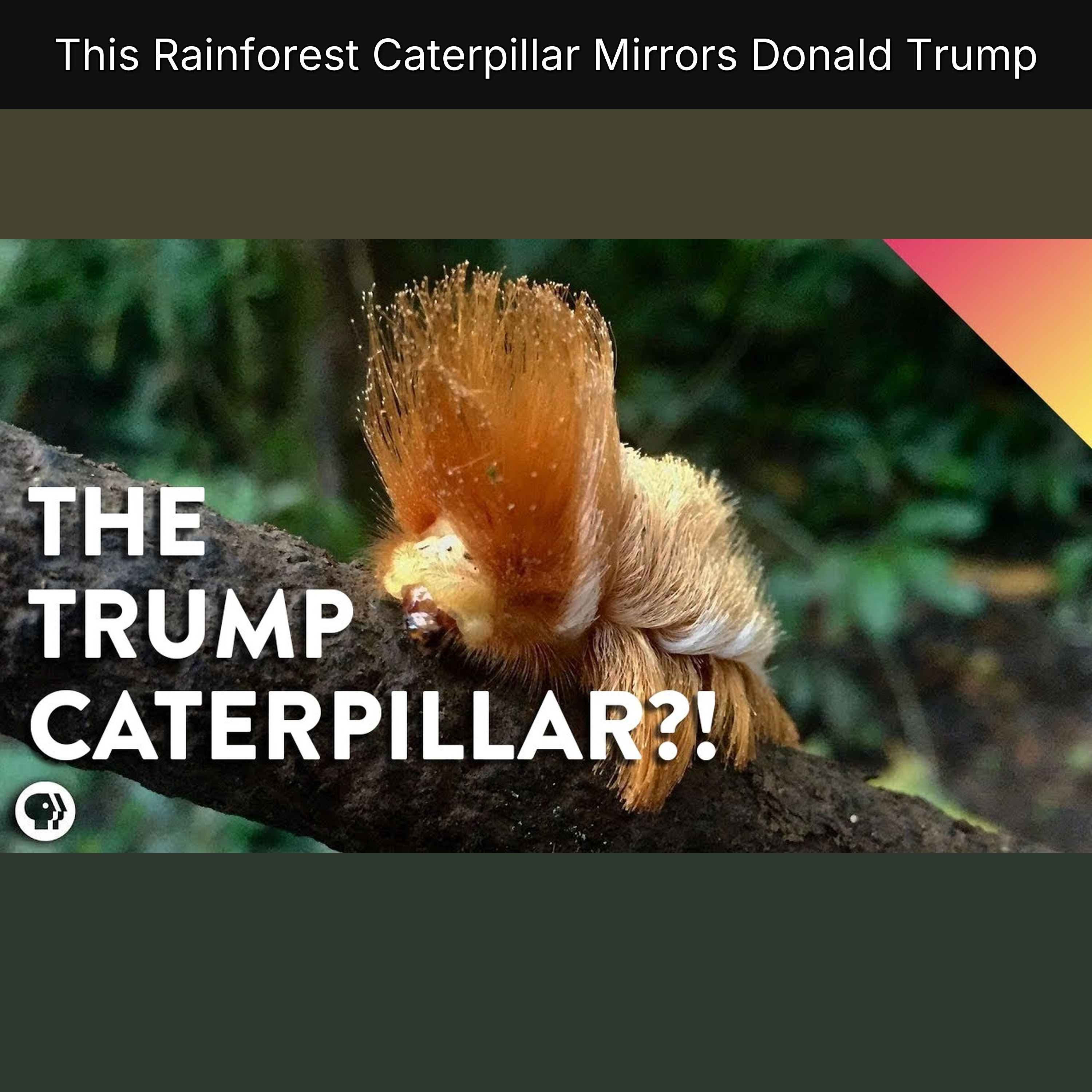 This Rainforest Caterpillar Mirrors Donald Trump episode artwork