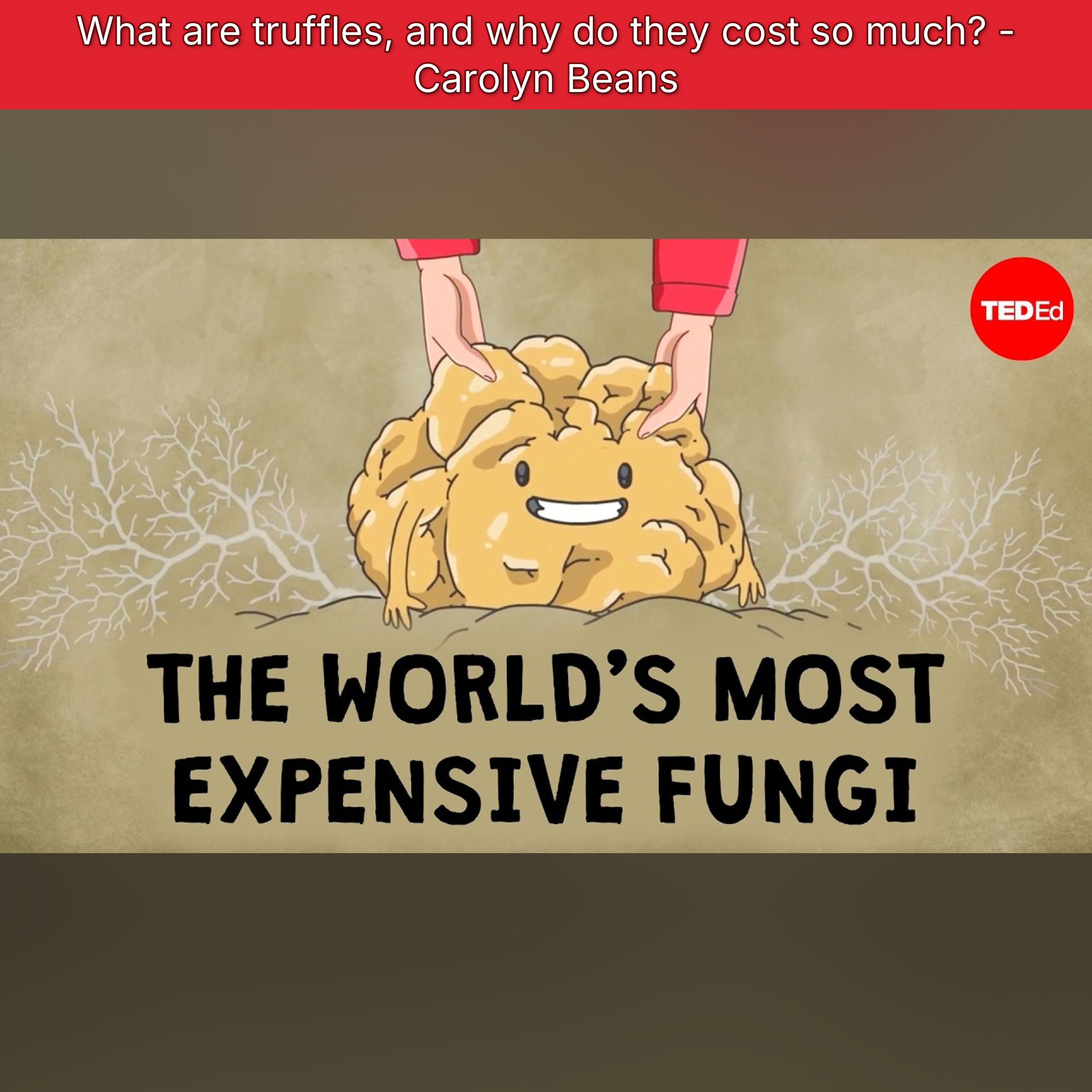 What are truffles, and why do they cost so much? - Carolyn Beans episode artwork