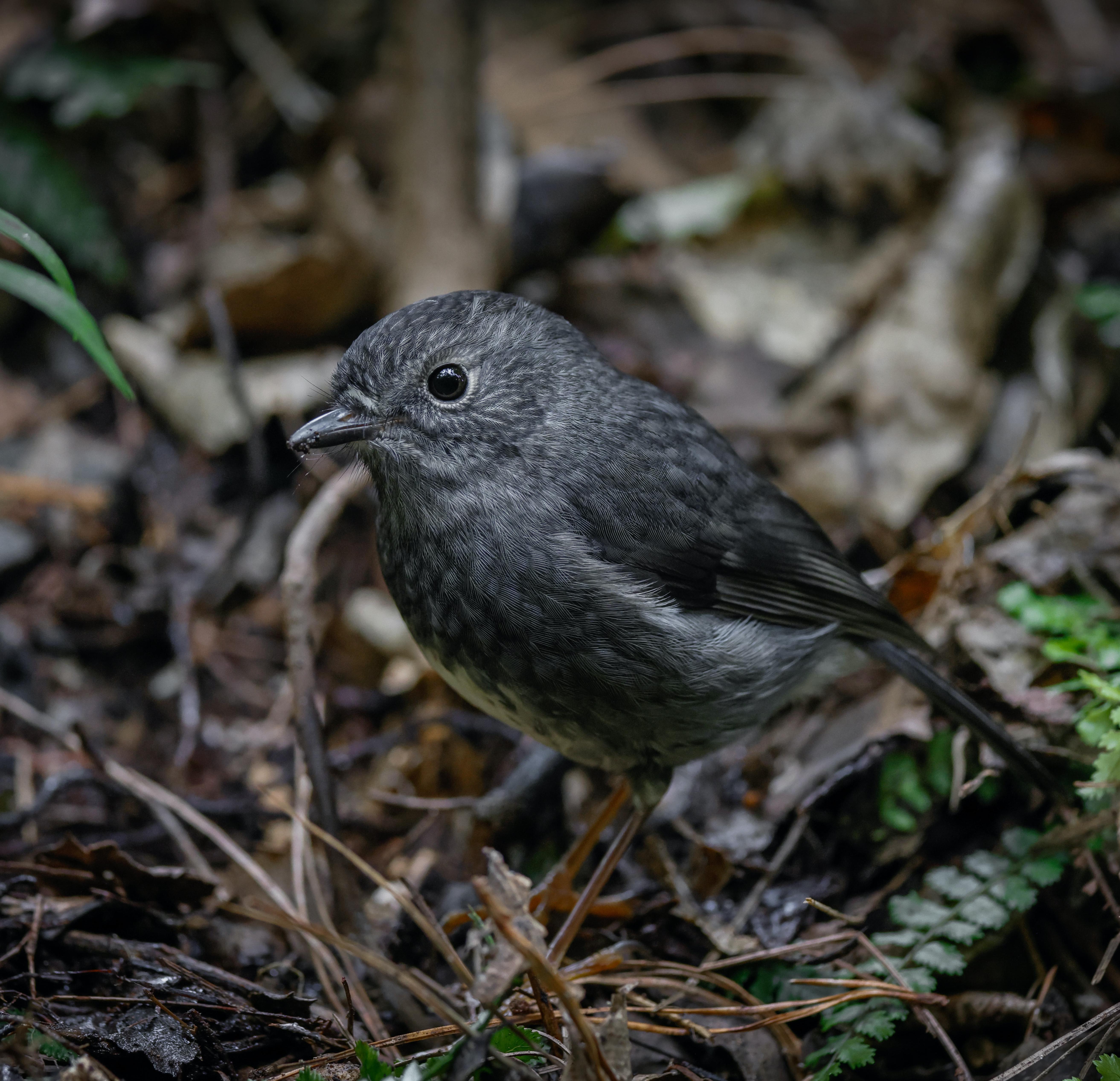 Forest Birds Chirping: 8-Hour Tranquil Avian Soundscape for Relaxation, Studying & Sleep episode artwork