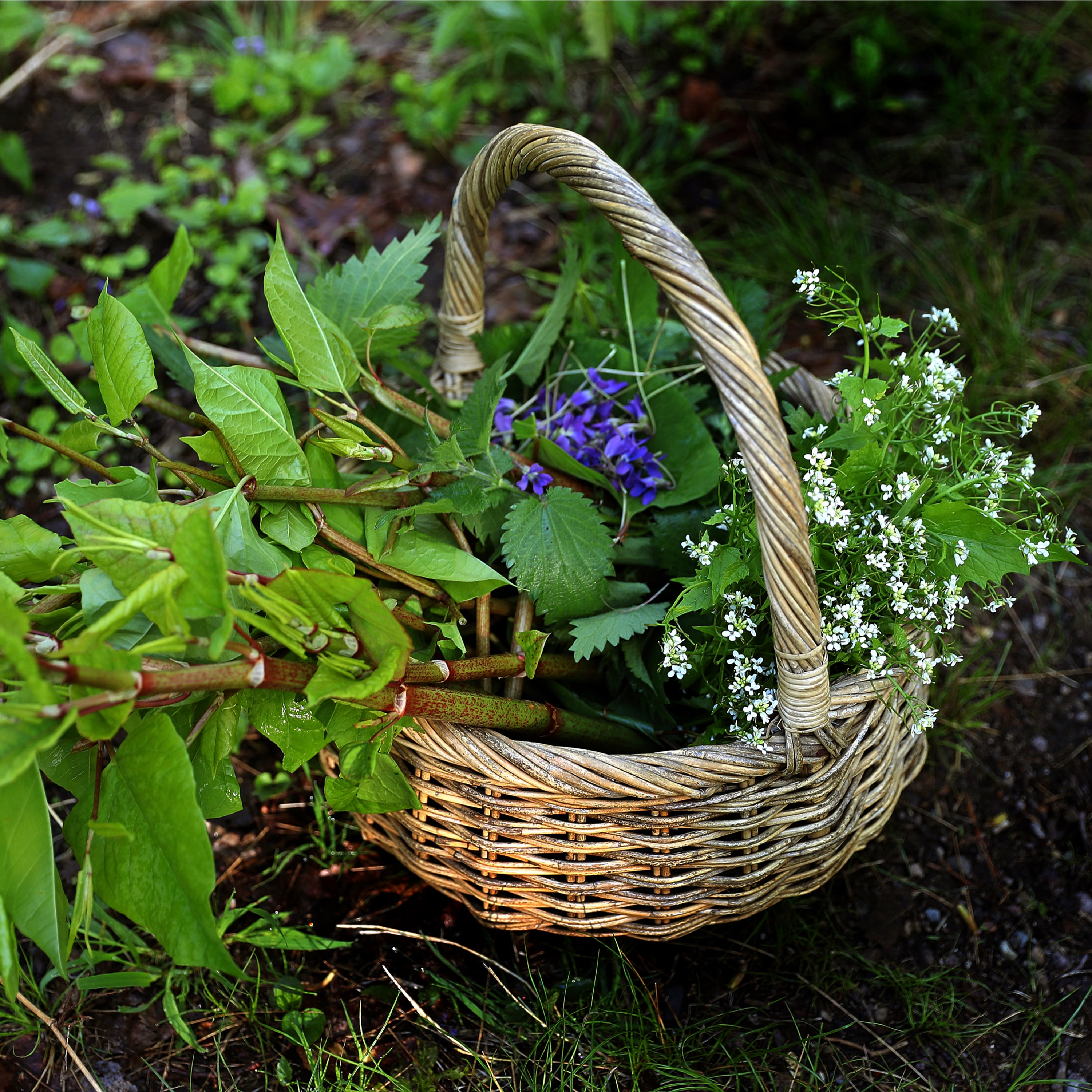 18. A brilliant day's foraging in Monmouthshire with naturalist Adele Nozedar: Part 1