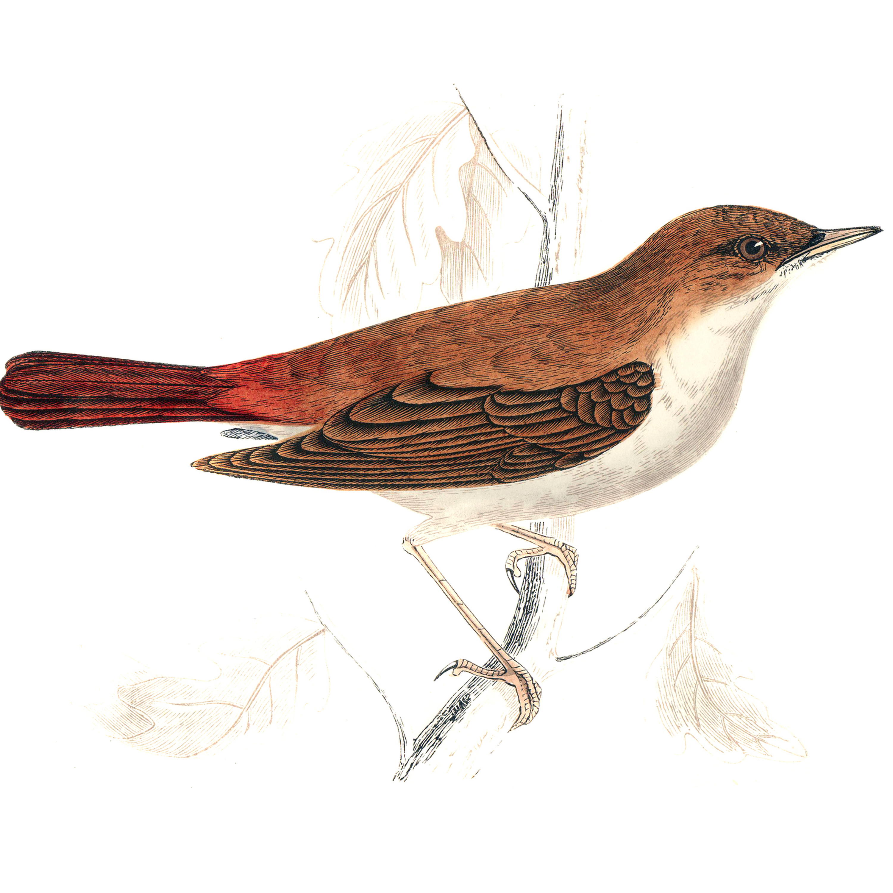 17. Wander a Gloucestershire wood at night in search of nightingales