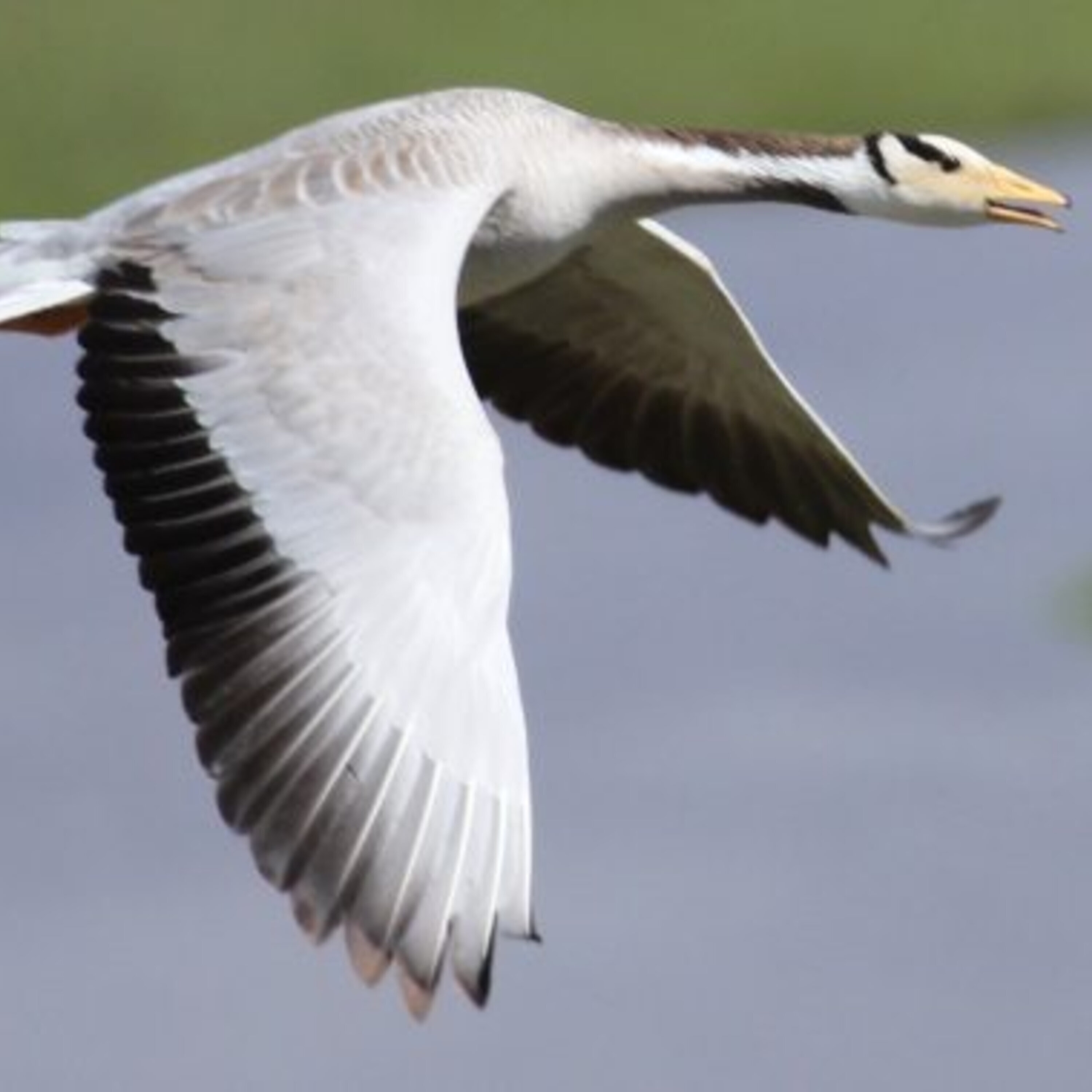 High-altitude bird migration and a news roundup