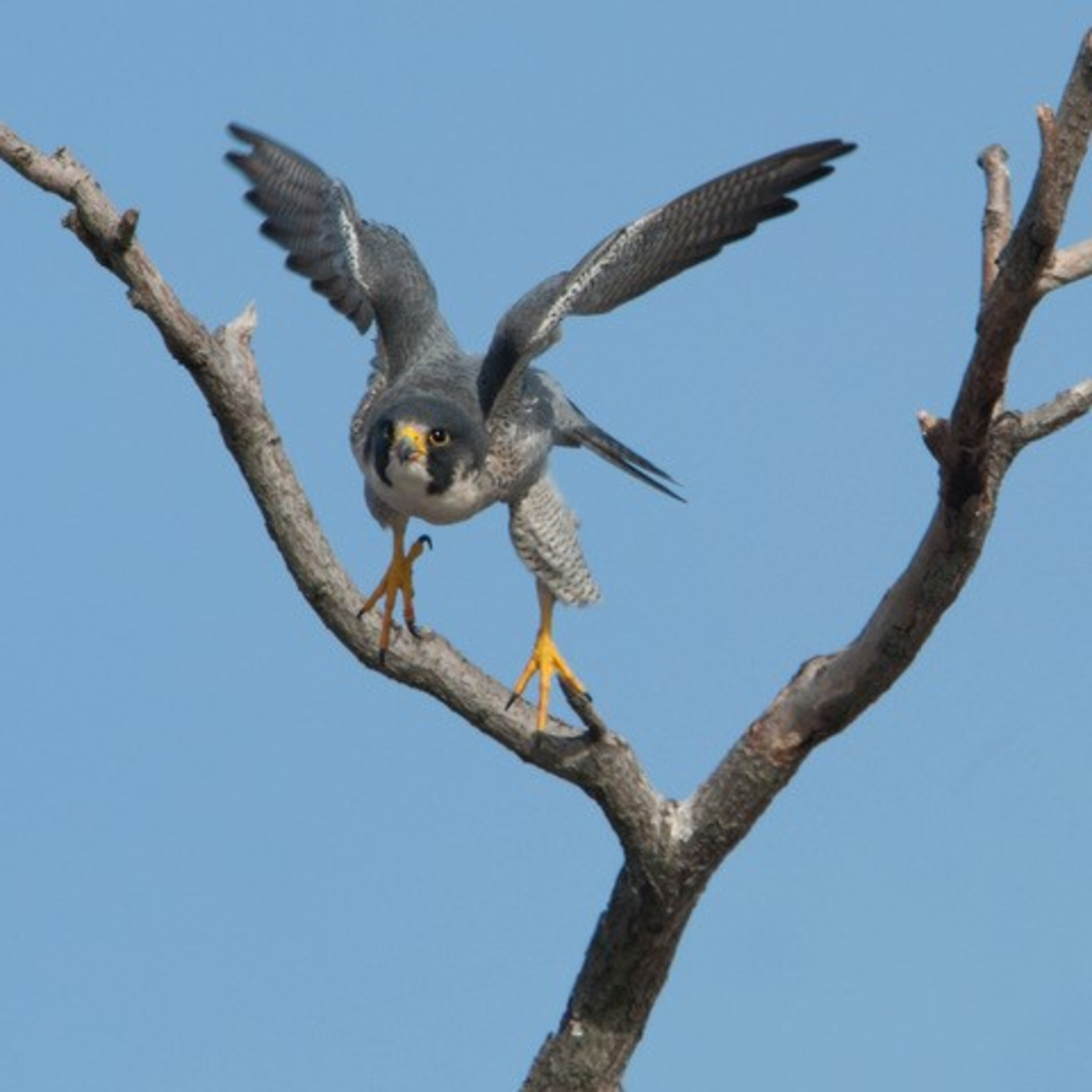 Stories From Main Street: The Unofficial Falcon Club Of NJ