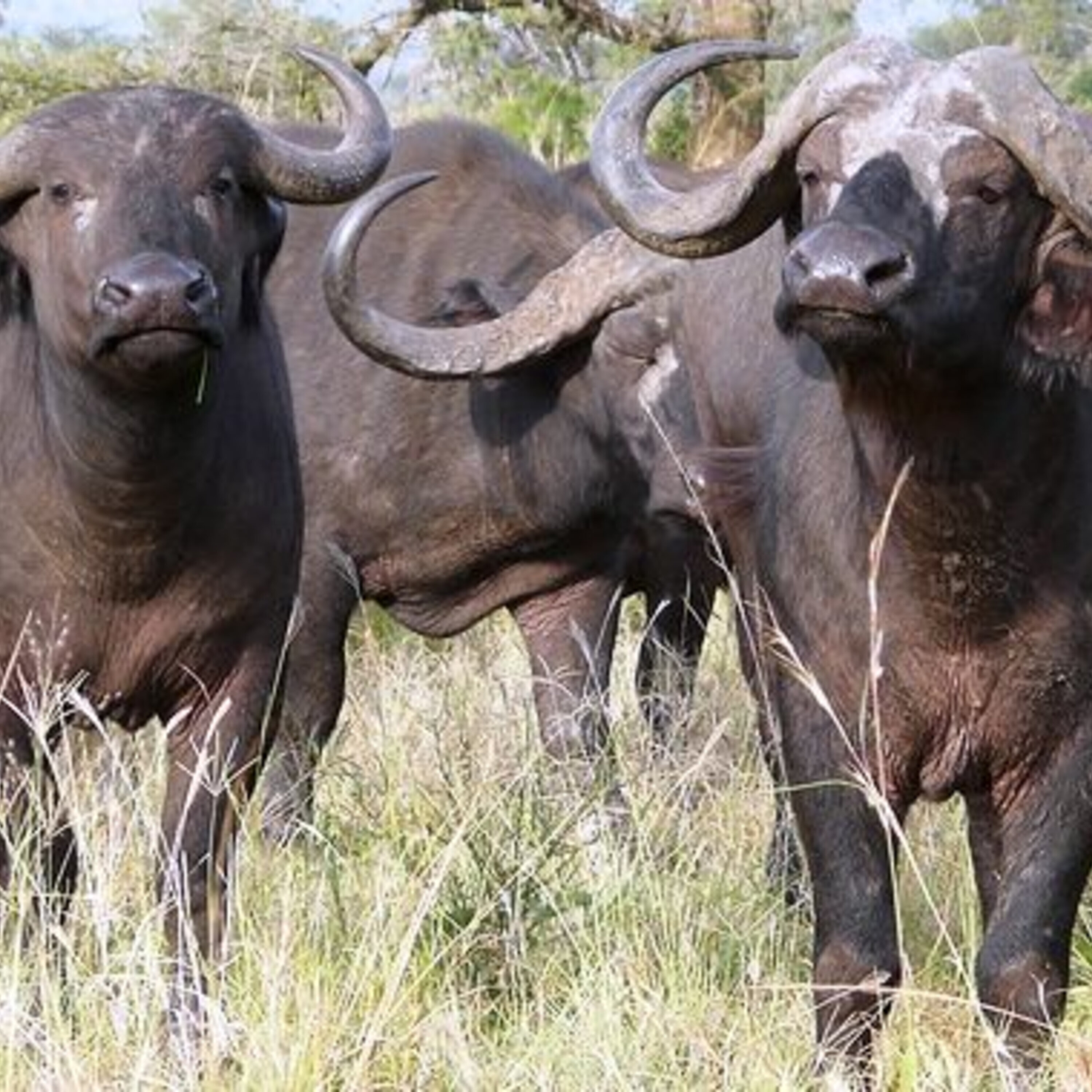 Deworming buffalo and a news roundup