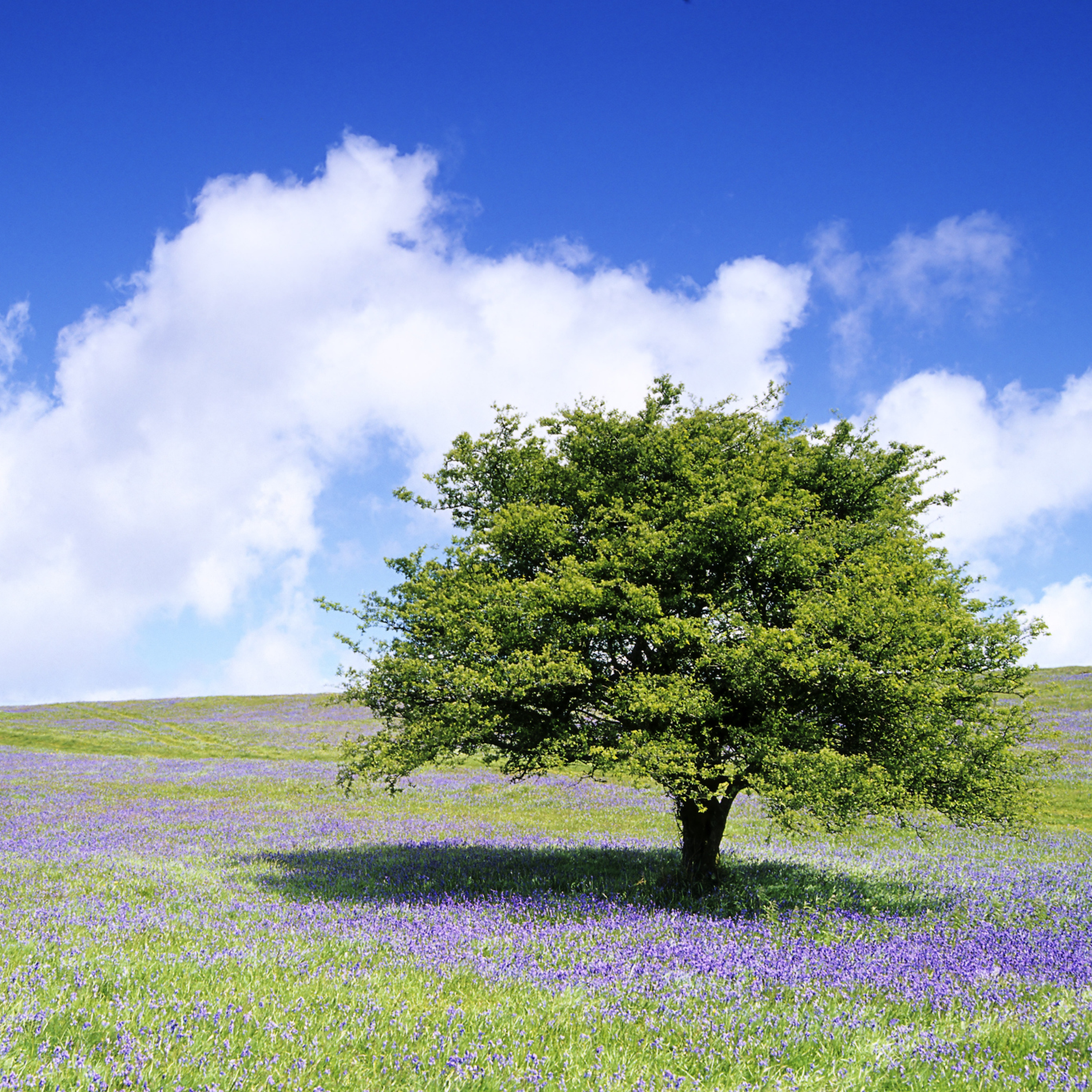 12. Listen to how nature and the countryside heals body and mind