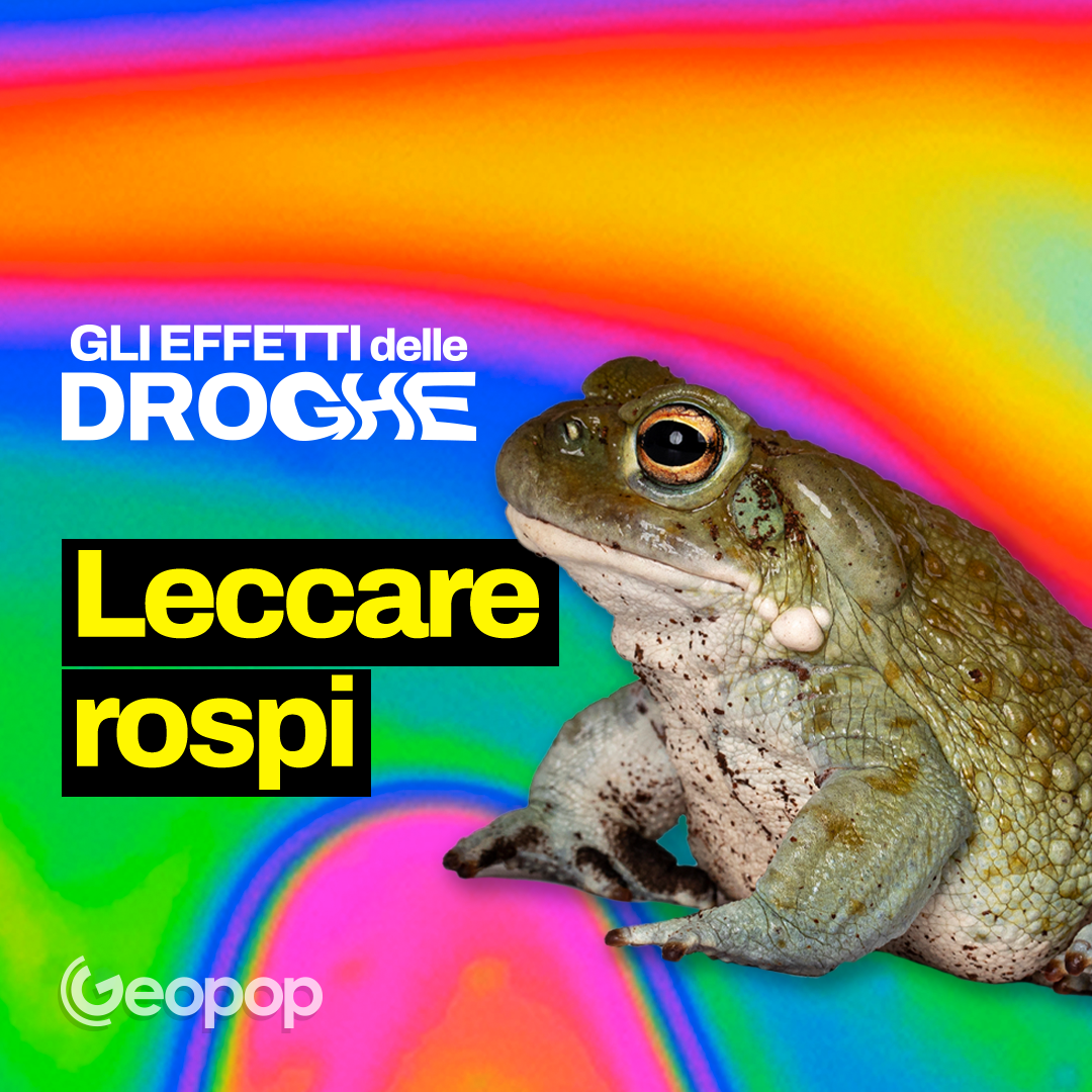 EP. 12 - Rospo allucinogeno, gli effetti della 5-MeO-DMT e della bufotenina sul cervello