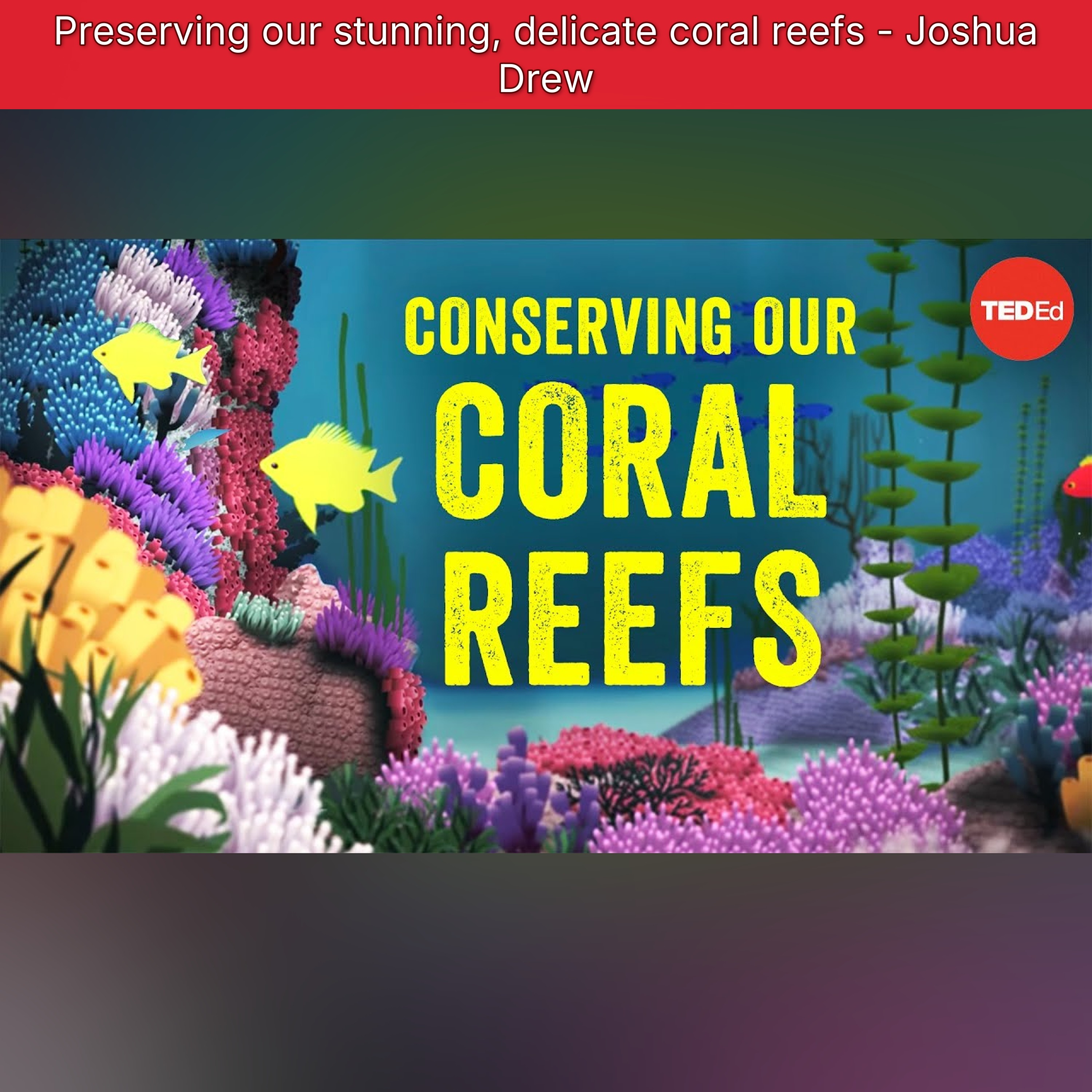 Preserving our stunning, delicate coral reefs - Joshua Drew episode artwork