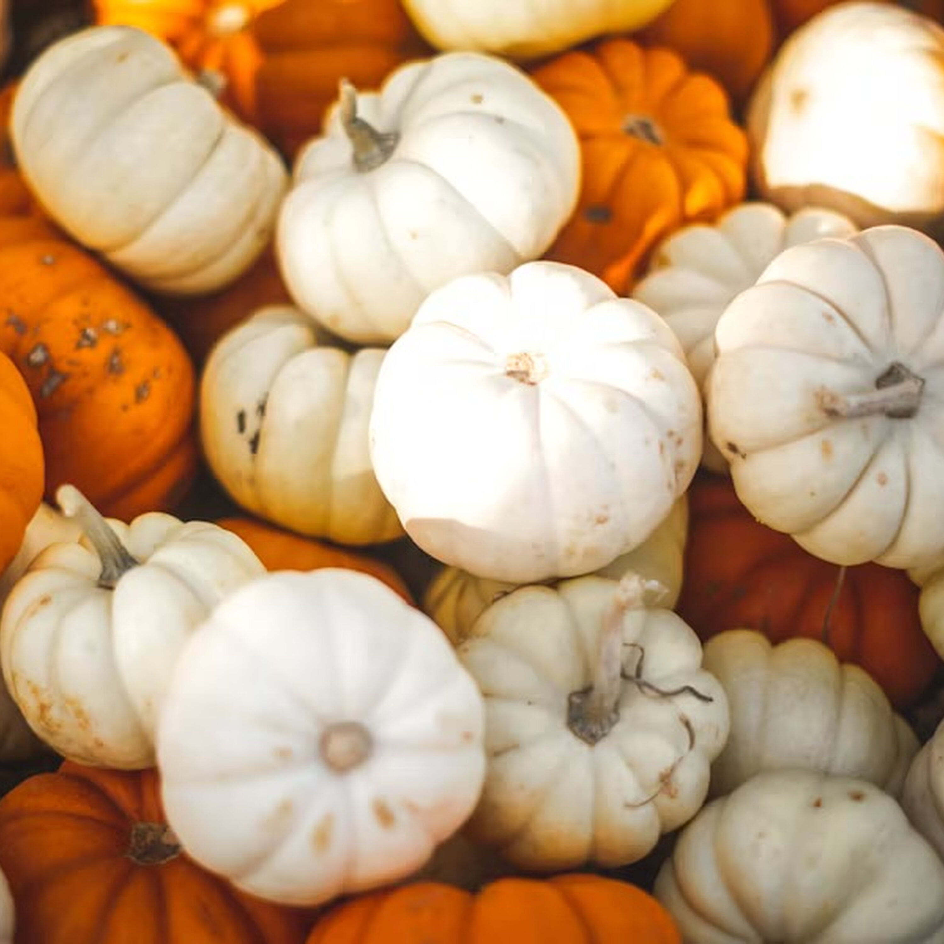 Ep. 446: Thanksgiving Listener Hacks Bonanza!