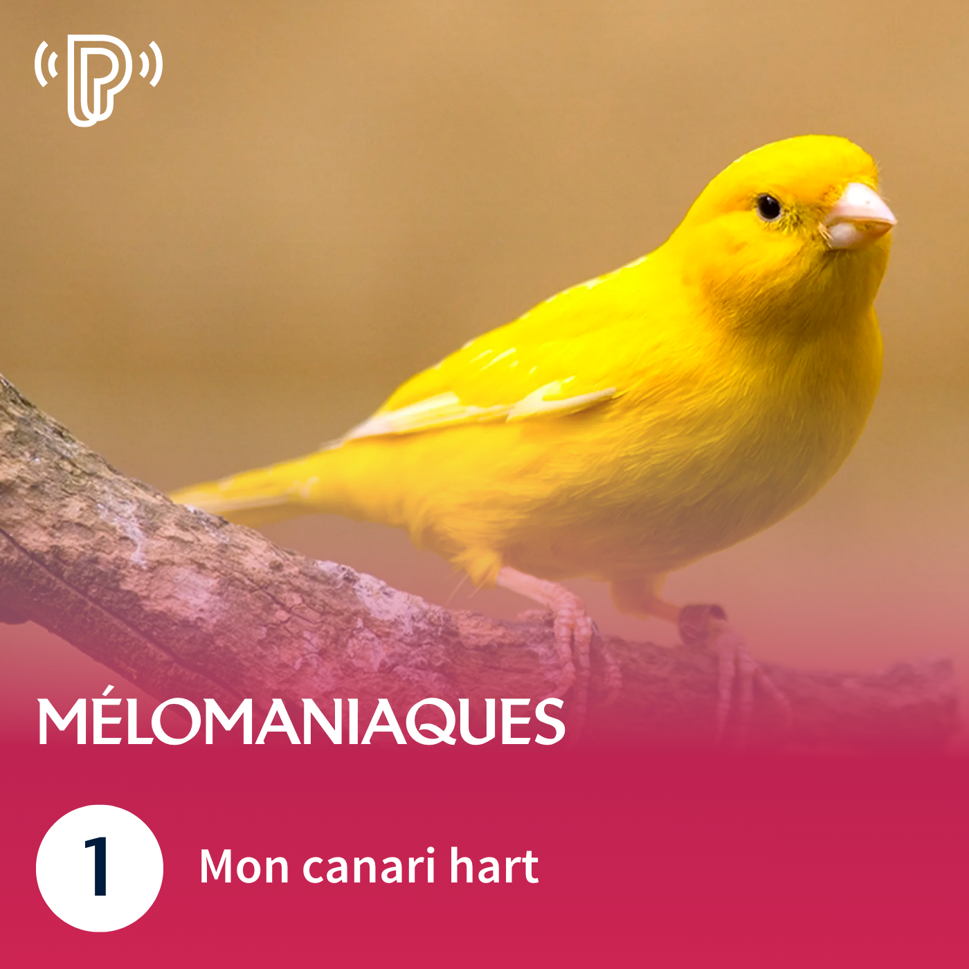 Mon canari harz | Mélomaniaques #1
