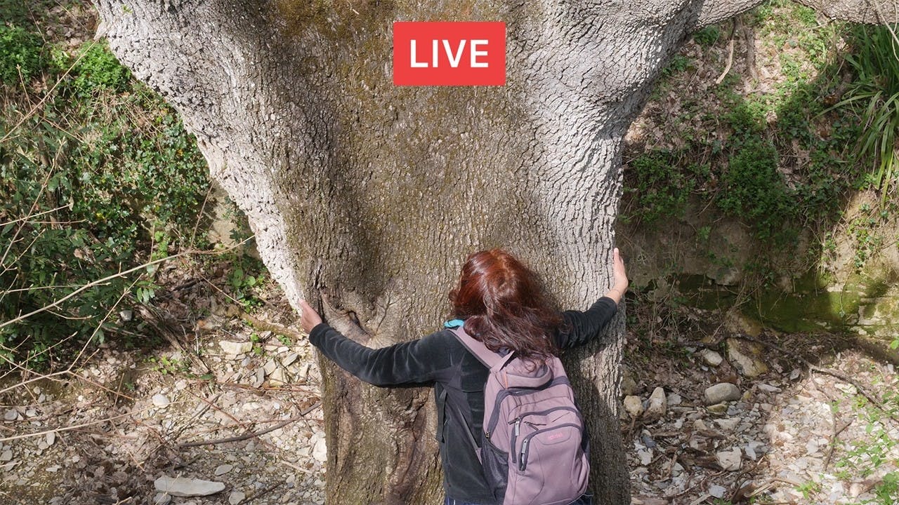 Difendiamo gli alberi. Con Linda Maggiori Difendiamo gli alberi. Con Linda Maggiori