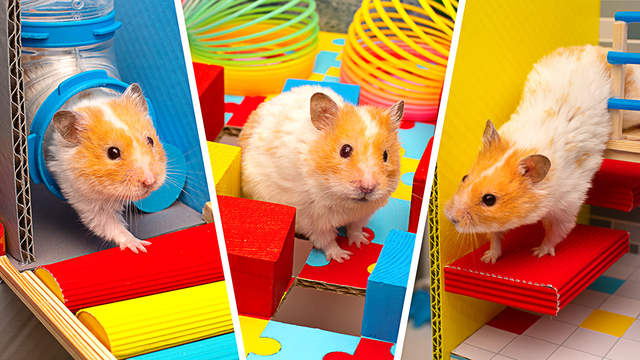 Create the Ultimate Hamster Maze!