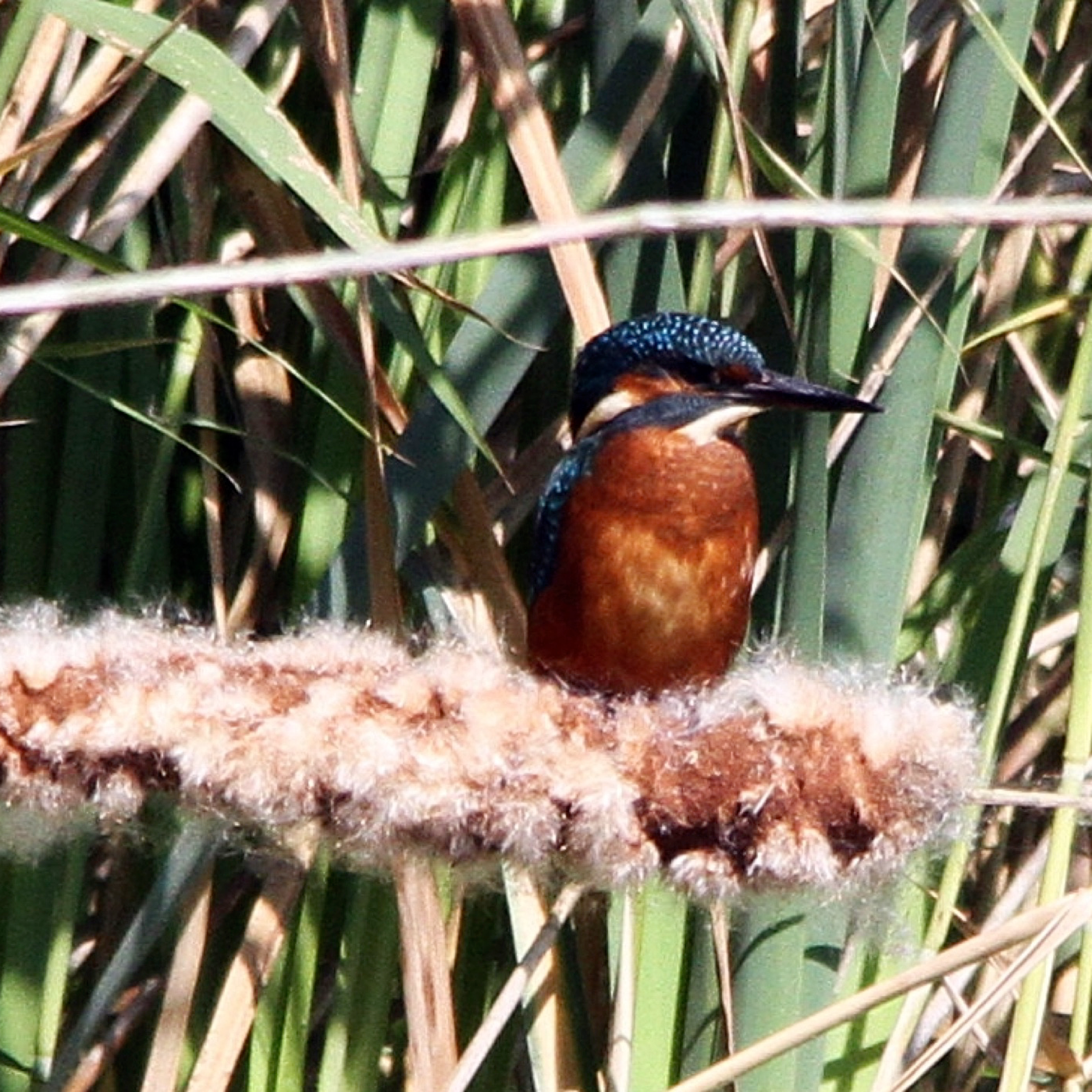 6. Roam the magical marshes of the Gwent Levels – with surprise wildlife encounters