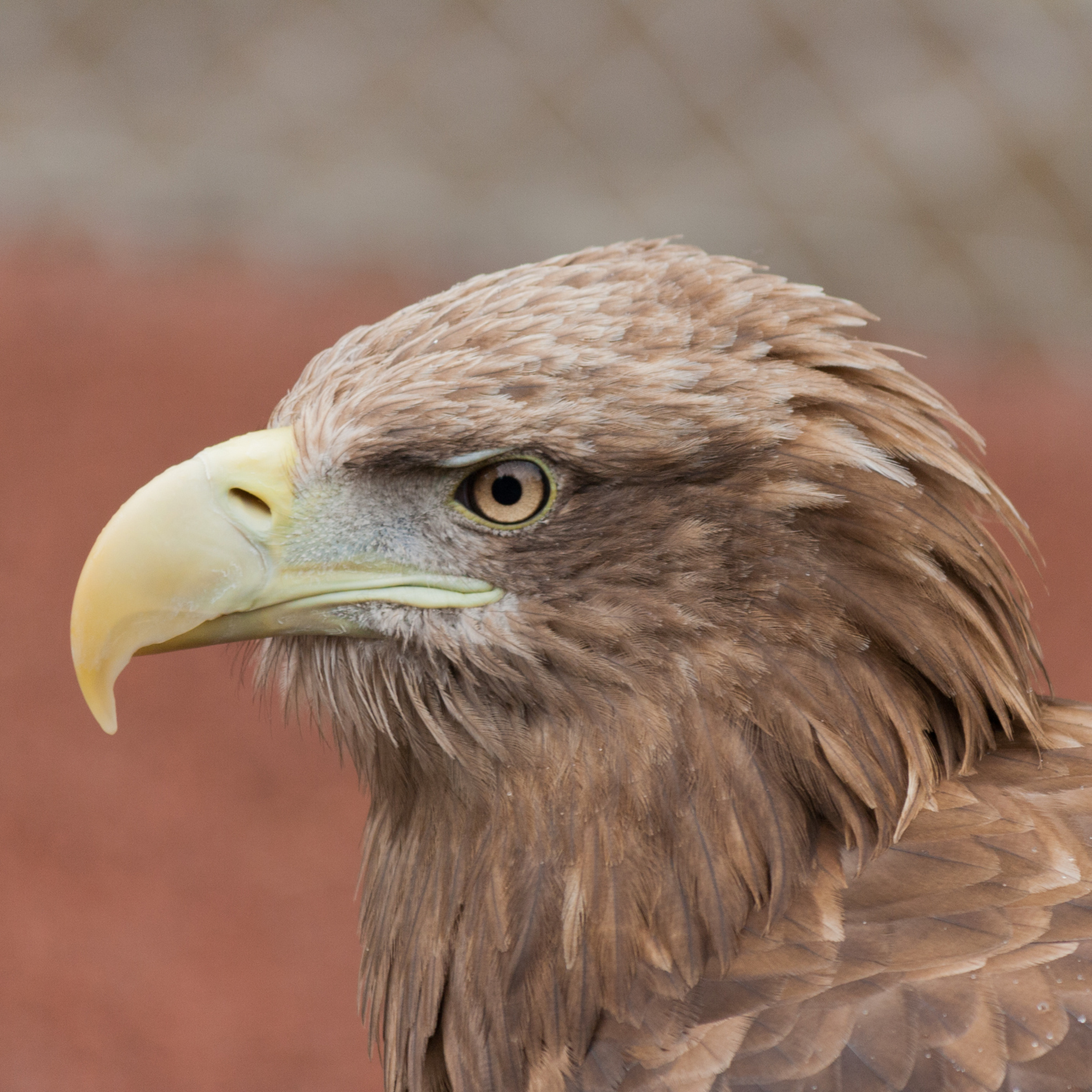 5. Rewilding is vital for our wildlife AND good for farmers says Alastair Driver of Rewilding Britain