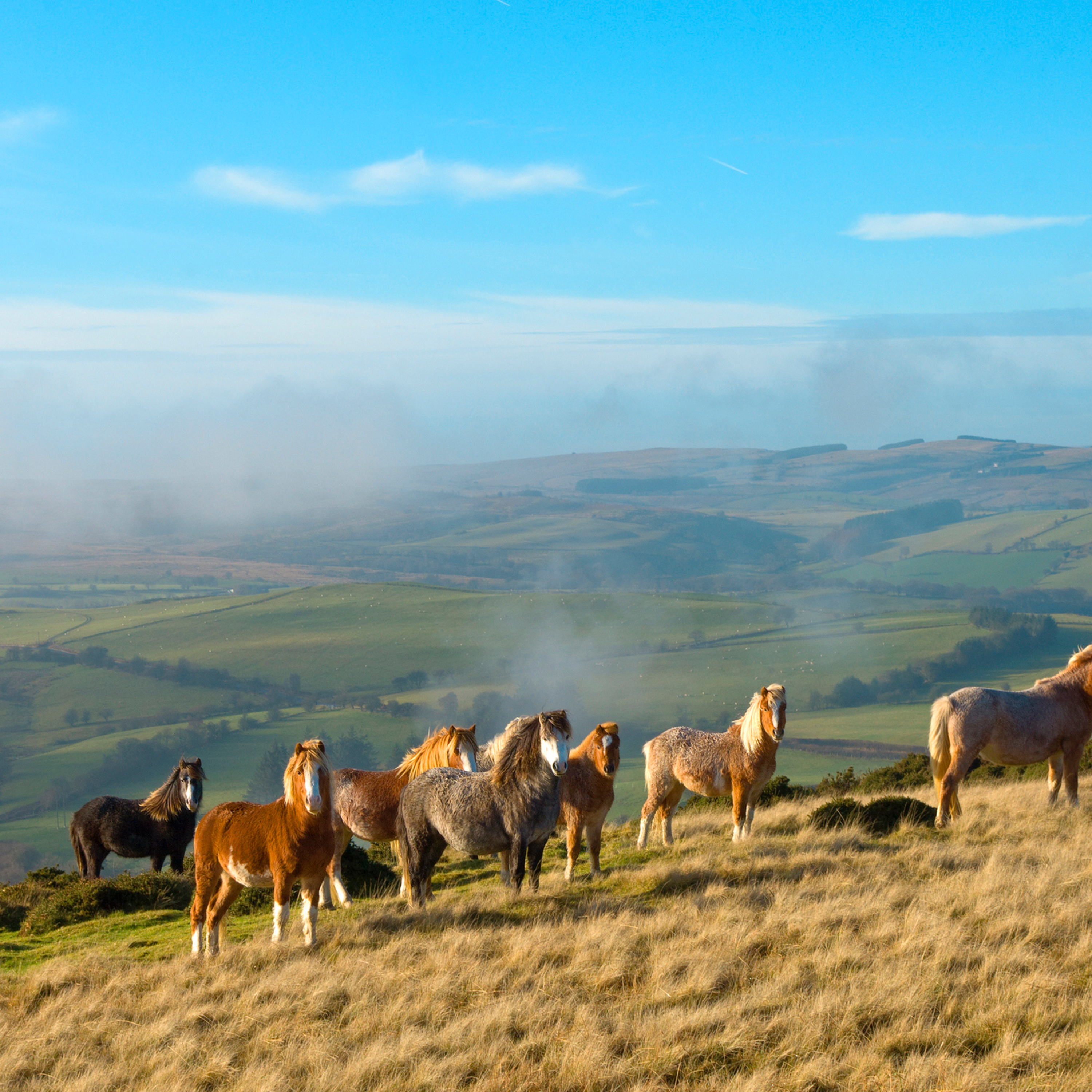 4. Farmer Dafydd Morris Jones argues against rewilding his native Cambrian Mountains.