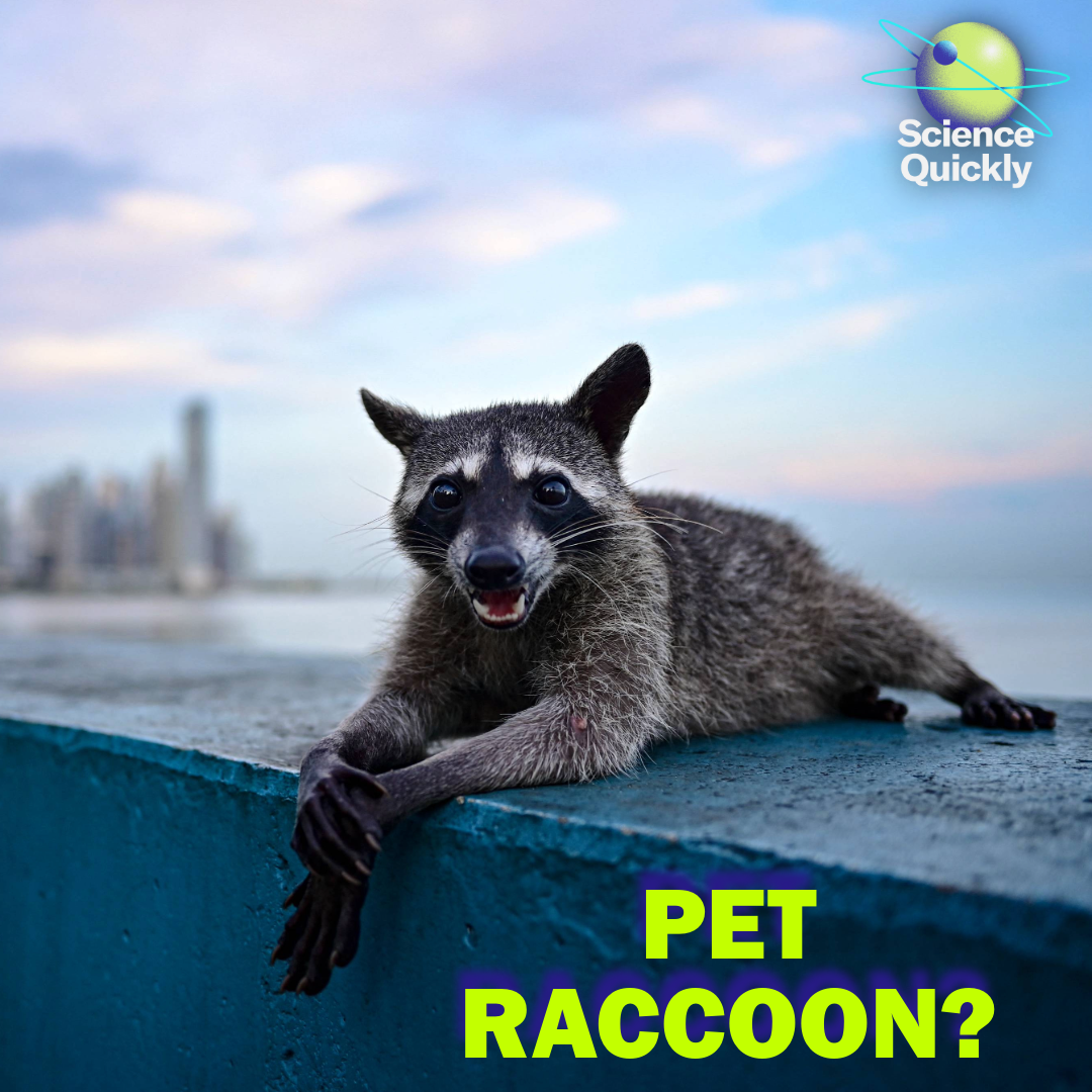 Tamer Raccoons, COP30 Recap, New Fluoride Research