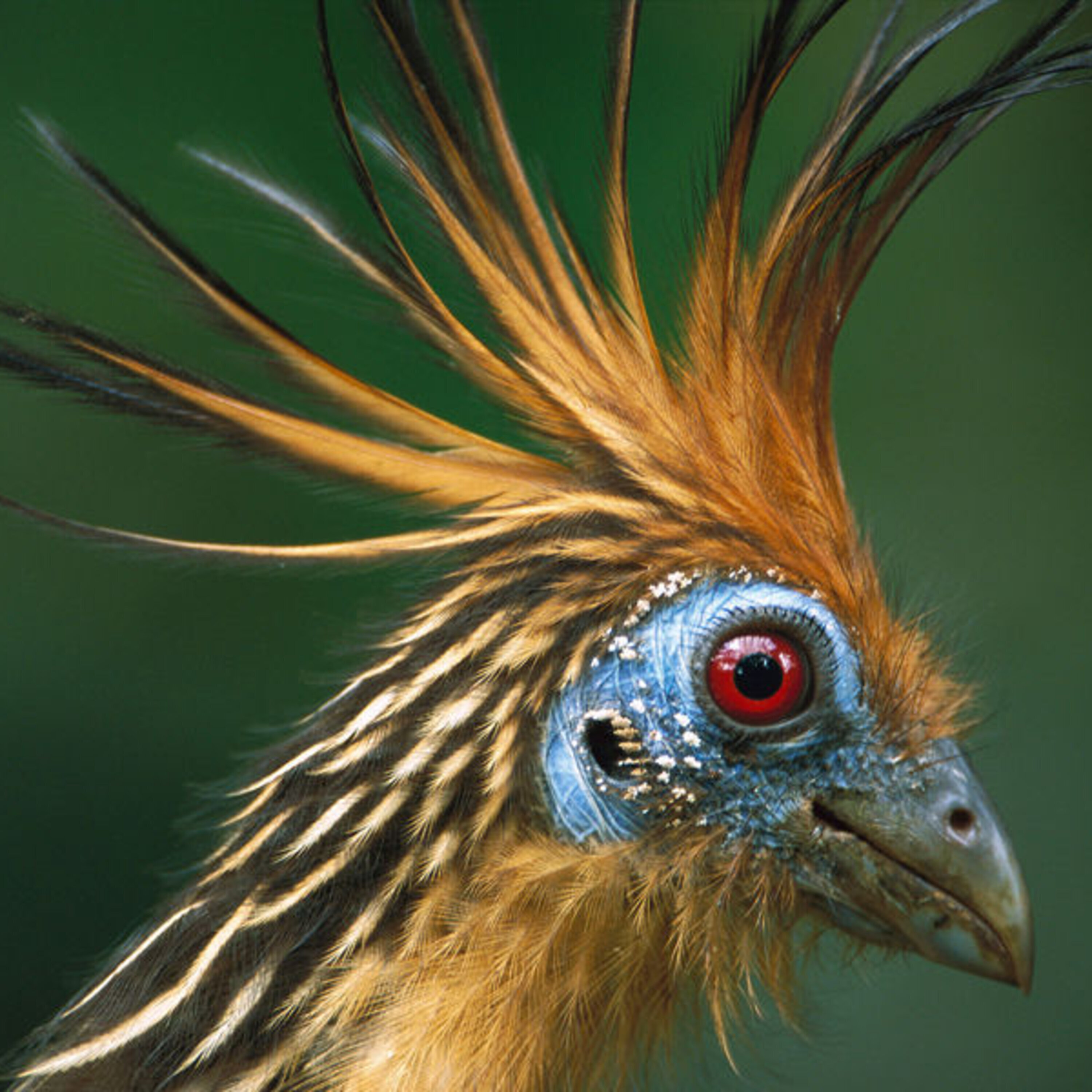 A flock of genomes and a news roundup (12 December 2014)