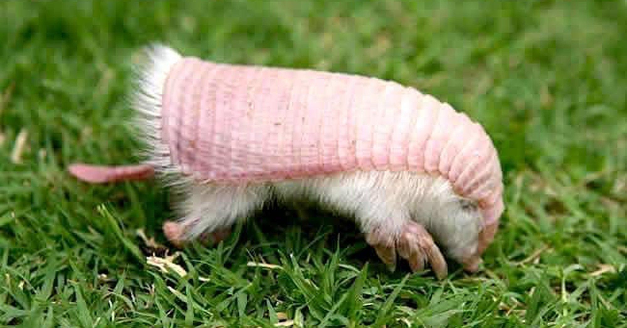 Episode 203: The Peculiar Pink Fairy Armadillo