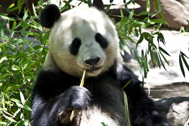 The Giant Panda: A Conservation Success Story? episode artwork