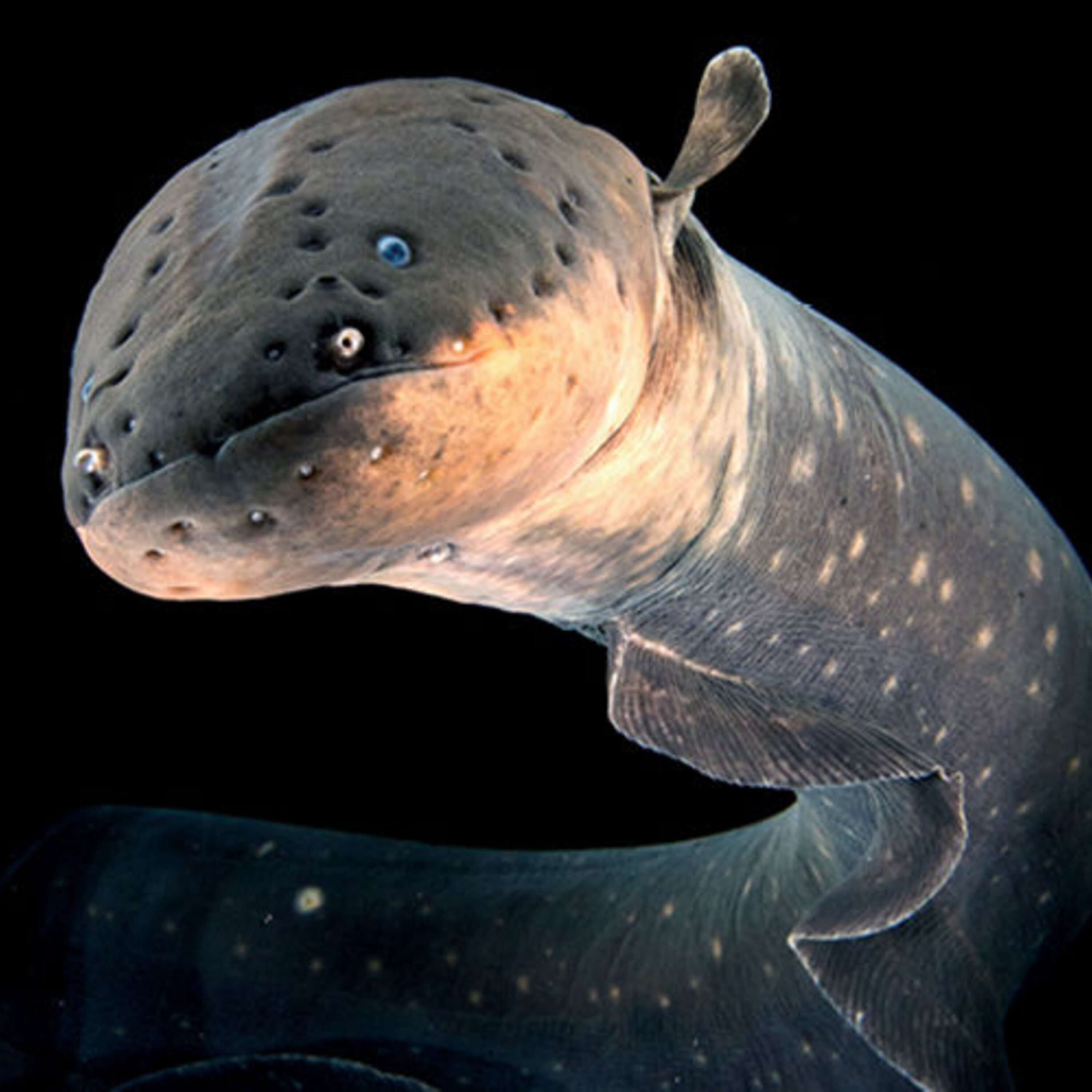 The shocking predatory strike of the electric eel and a news roundup (5 December 2014)