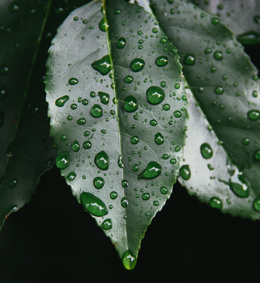 Calming Heavy Drops on Leaves: 3-Hour Tranquil Rainfall Sounds for Blissful Sleepiness
