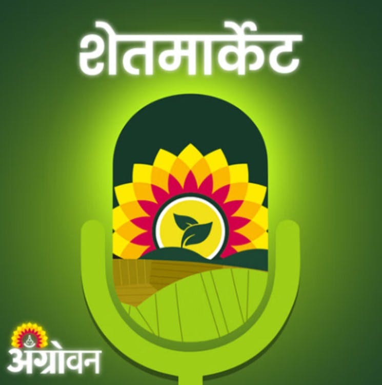 Cotton, Soybean Market: कापूस बाजारभाव, सोयाबीन भाव, कांदा बाजार, मका दर | Agrowon Cotton, Soybean Market: कापूस बाजारभाव, सोयाबीन भाव, कांदा बाजार, मका दर | Agrowon