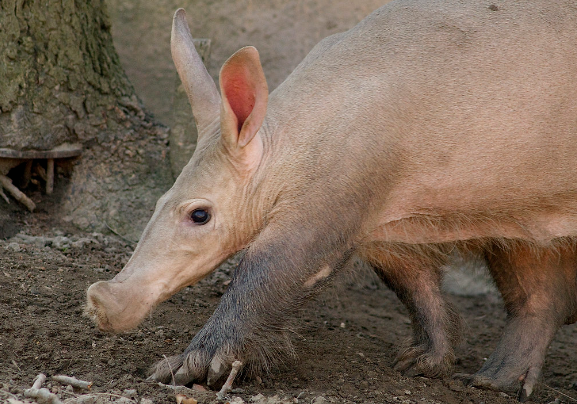 Aardvarks: Africa’s Nocturnal Ecosystem Engineers