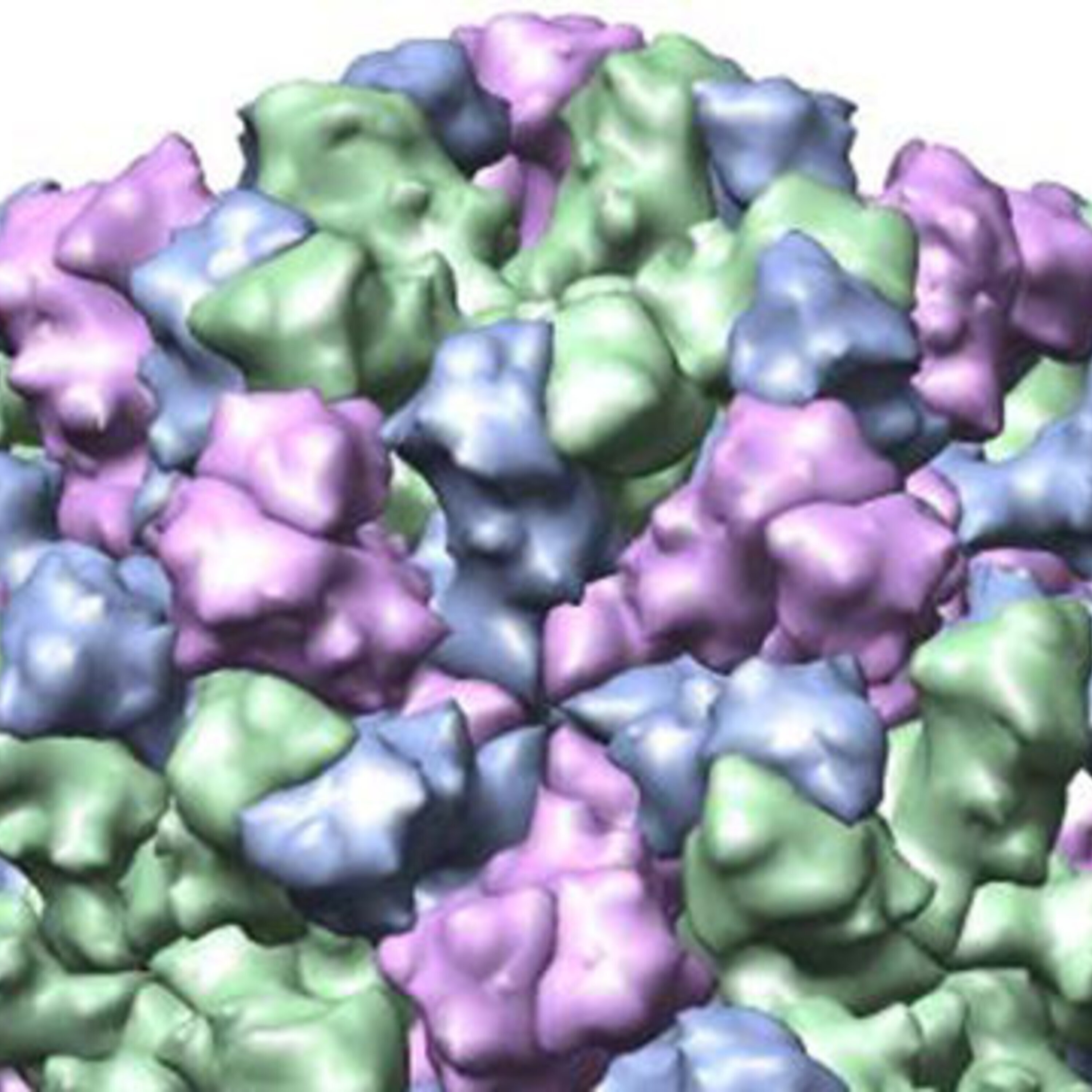 A new way to study norovirus and a news roundup (7 November 2014)