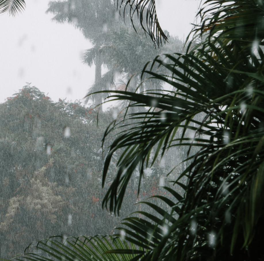 Tropical Rain: 3-Hour Tranquil Rainfall Sounds for Blissful Sleepiness