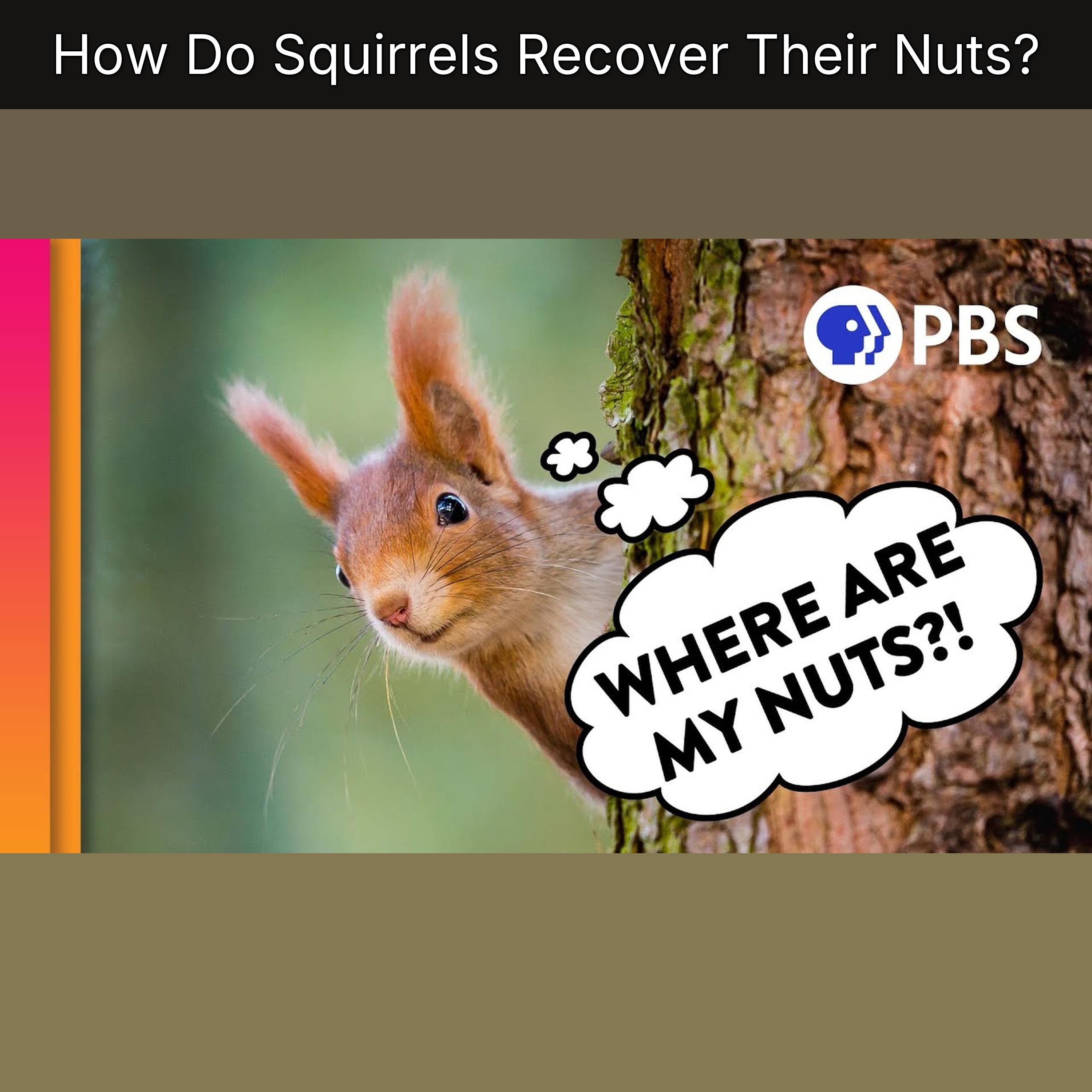 How Do Squirrels Recover Their Nuts? episode artwork