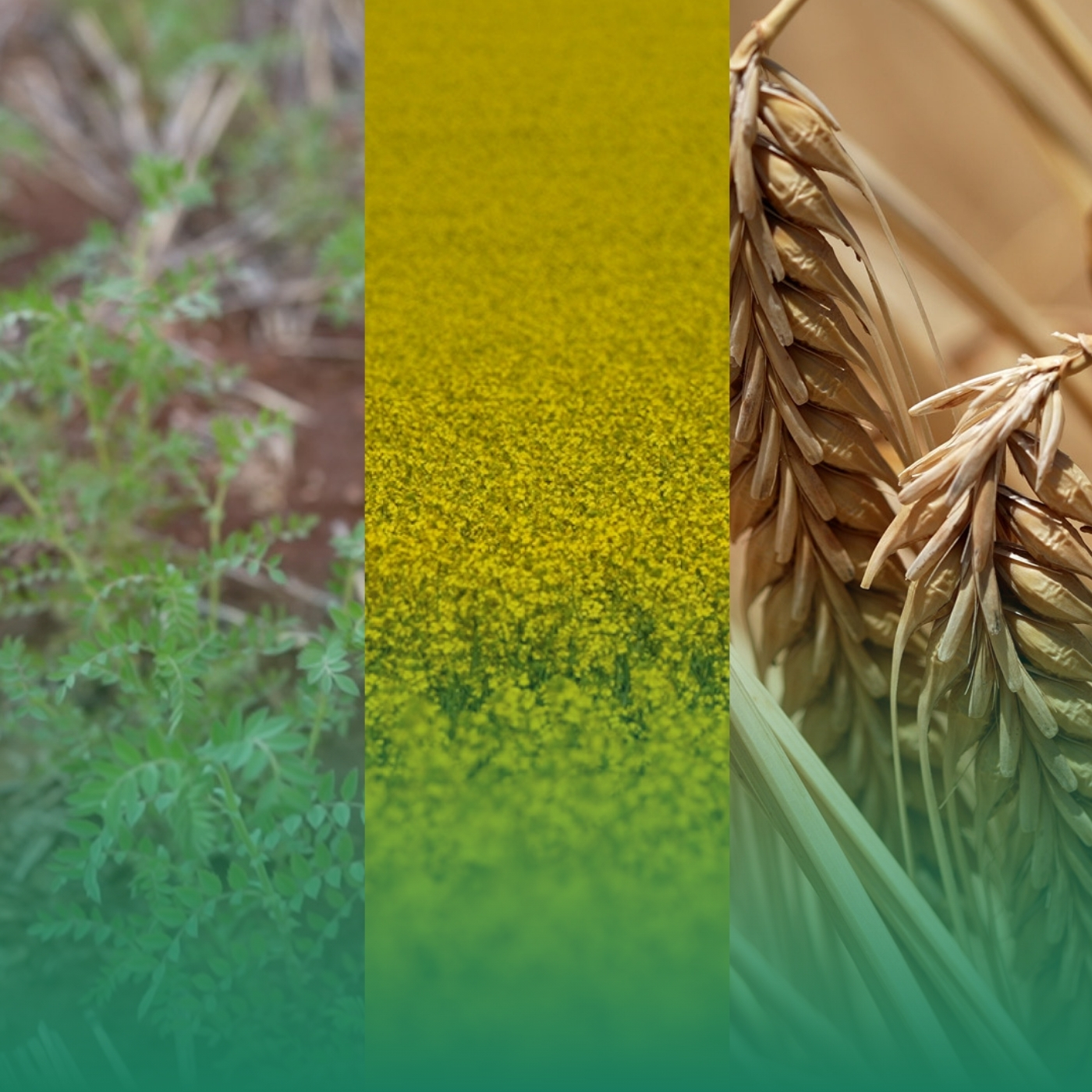 NVT new variety series 2025 - Wheat