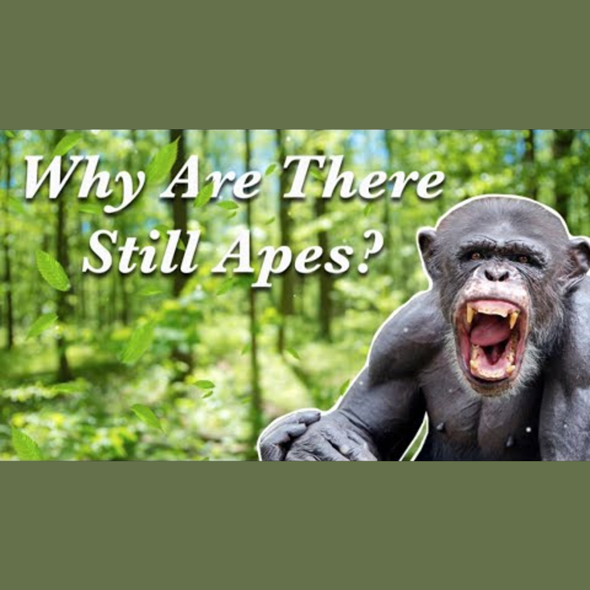 Why Are There Still Apes if We Evolved From Them? episode artwork