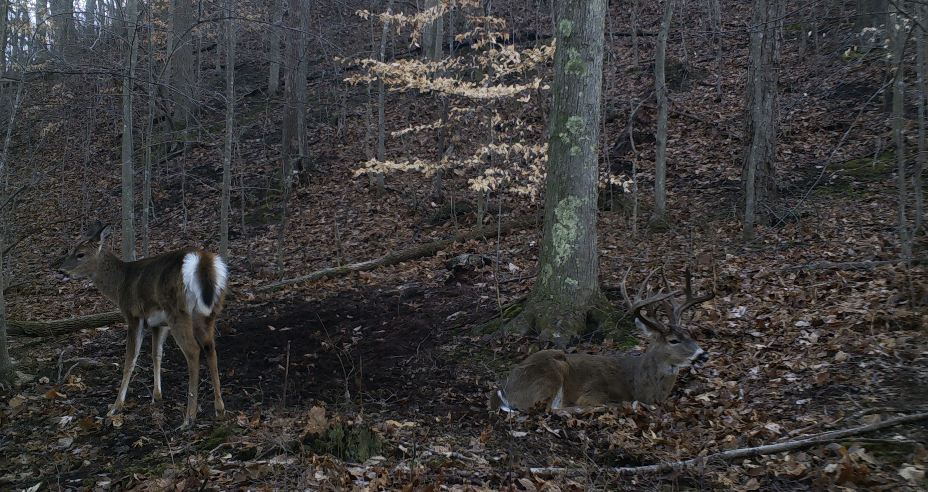 EP. 463: Why Scrape Week Can Unlock Your Season | Jake Hoefer