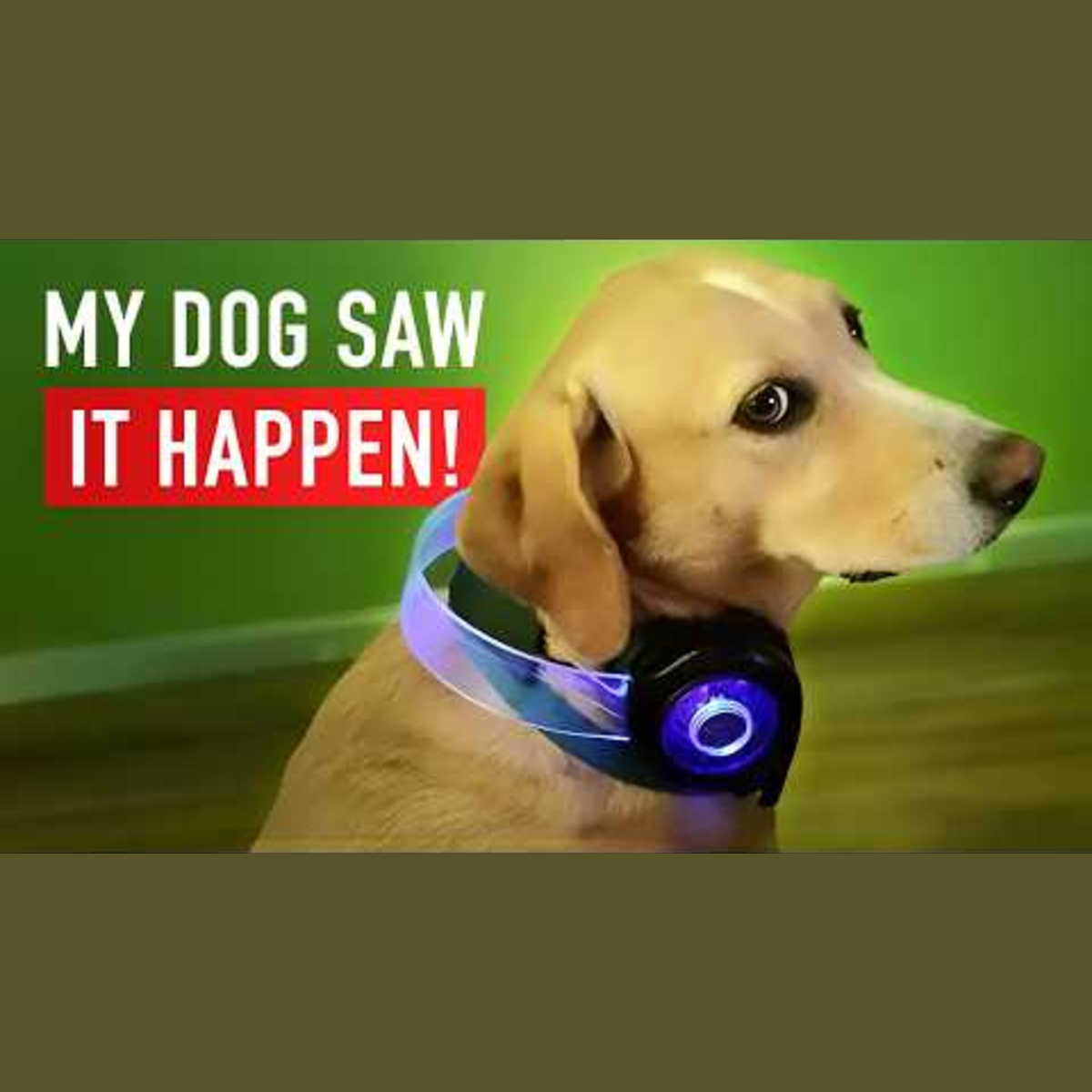 Man's Dog Witnesses His Spirit During Near-Death Experience