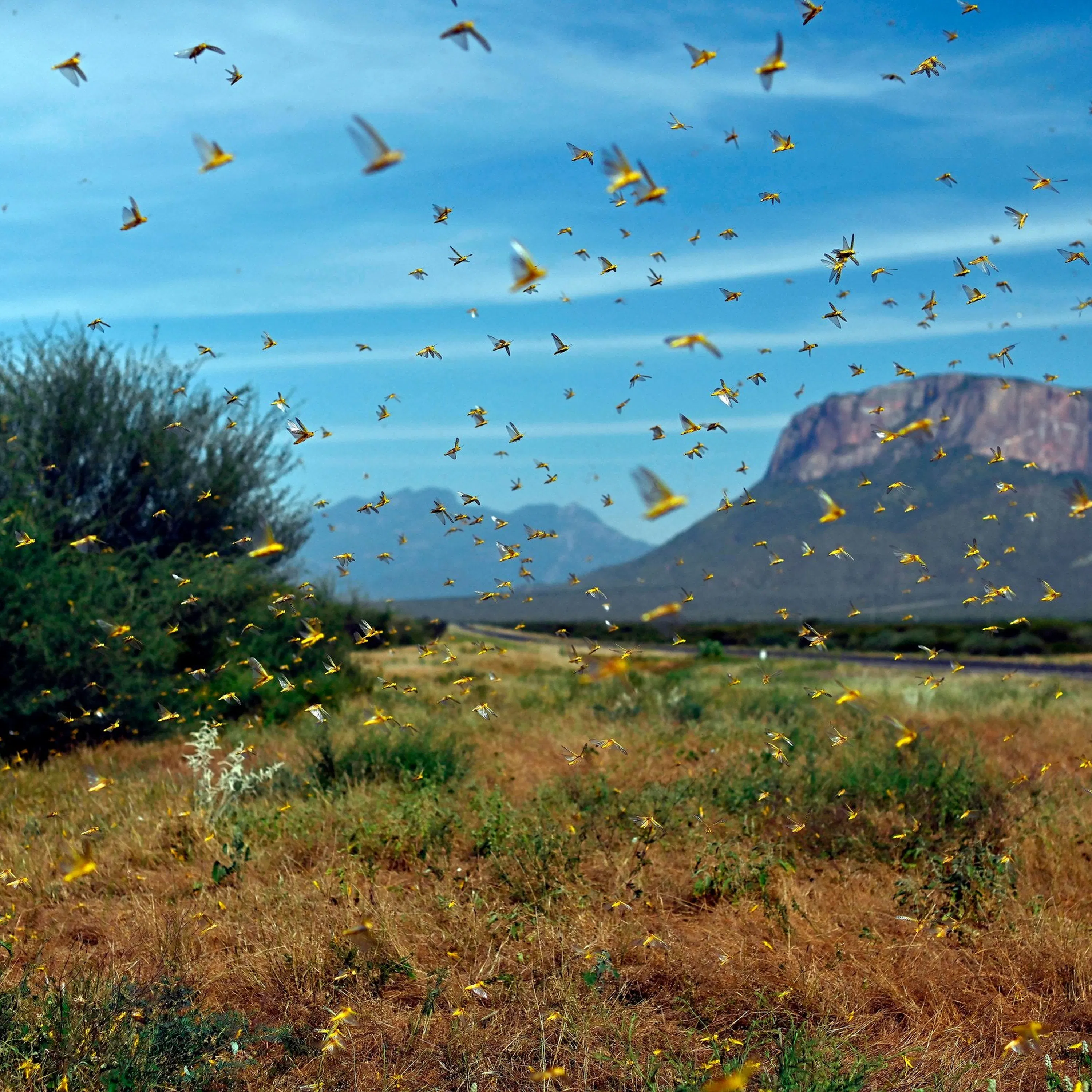 Qu'est-ce que le criquet ravageur ?