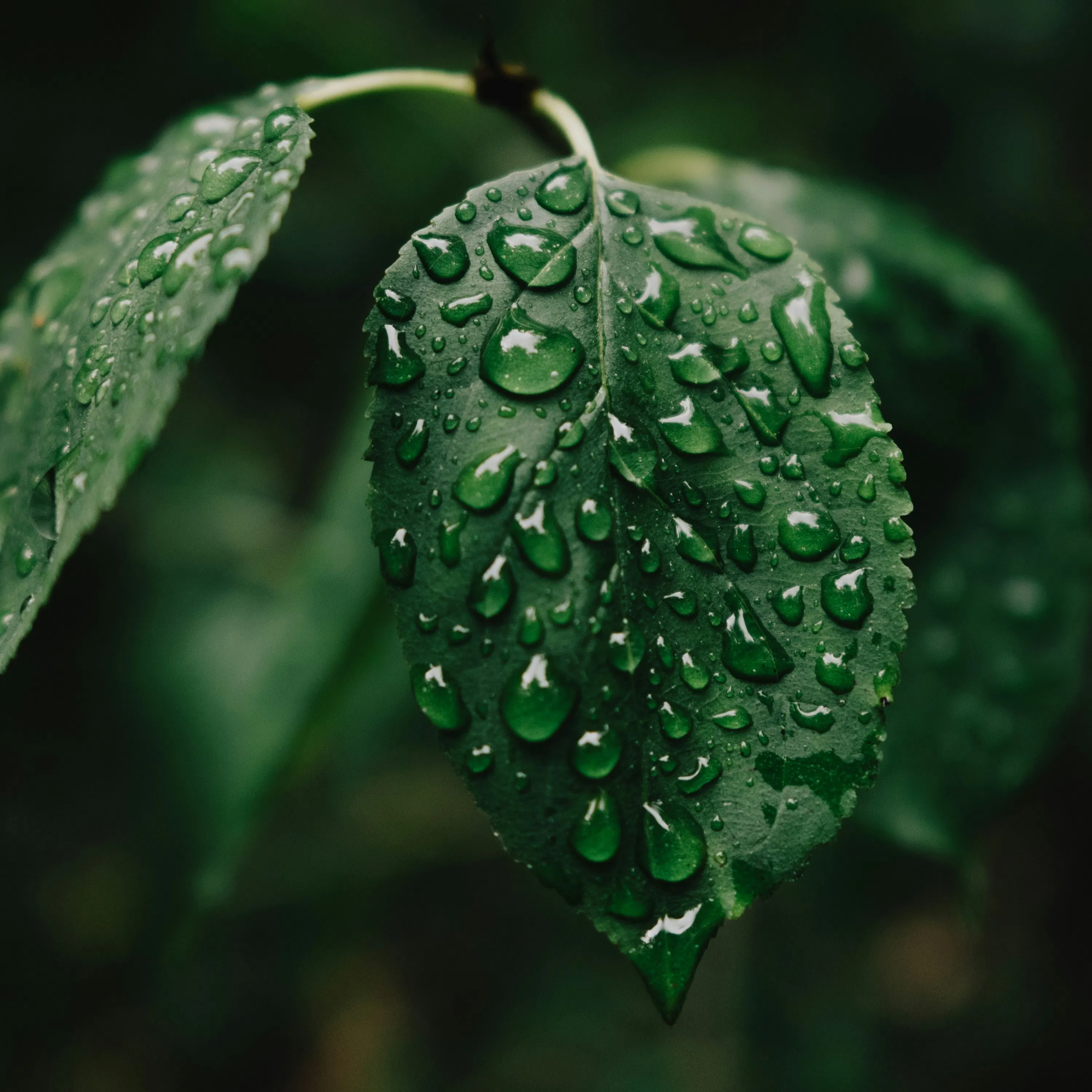 Peaceful Rain: 8-Hour Serenade for Relaxation and Tranquility episode artwork